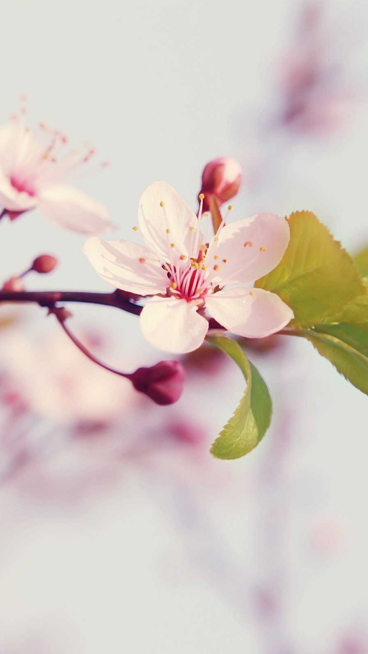 Yellow and Pink Flower in Tilt Shift Lens. Wallpaper in 720x1280 Resolution