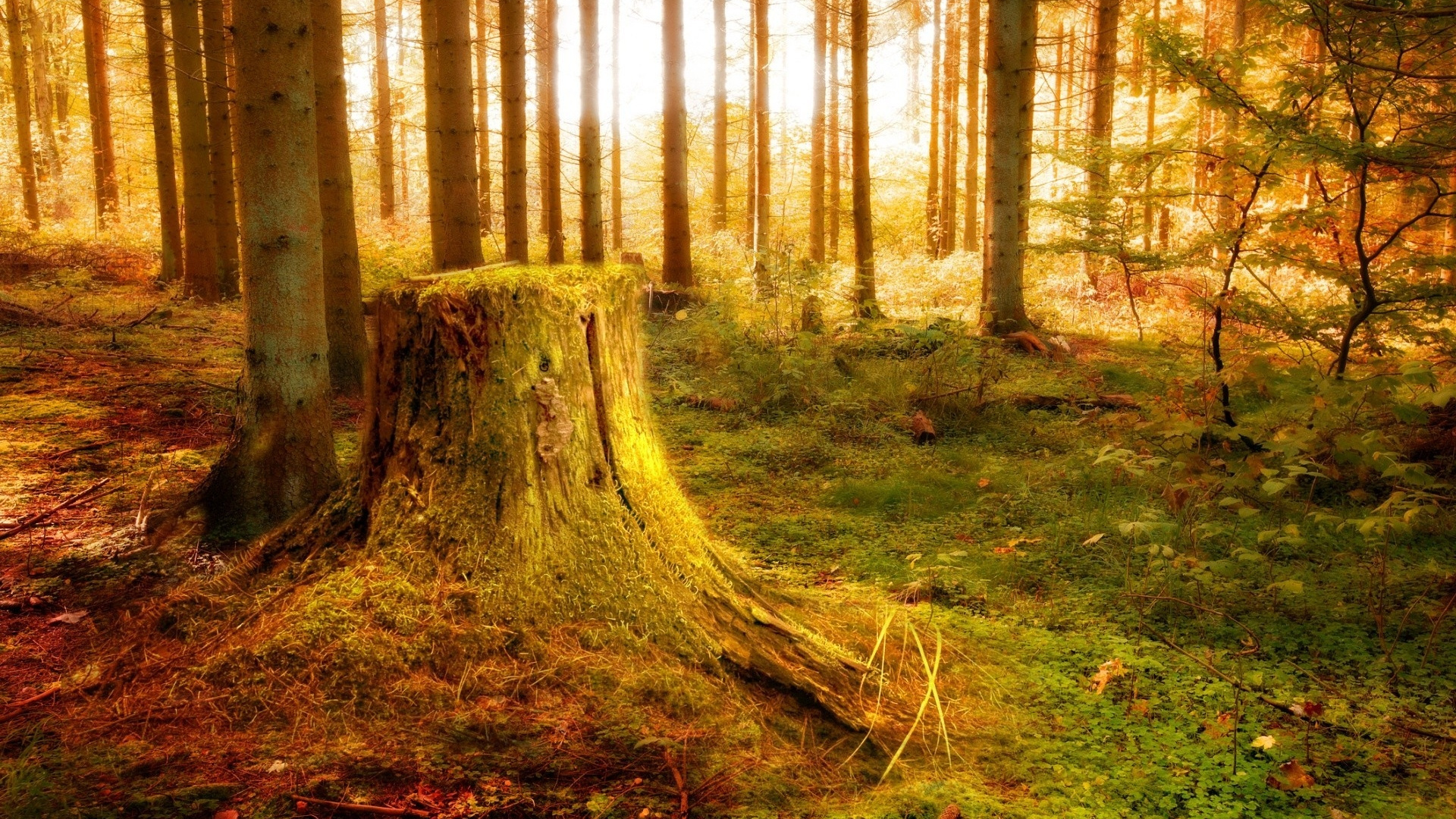 Tronc D'arbre Brun Sur Terrain D'herbe Verte. Wallpaper in 1920x1080 Resolution