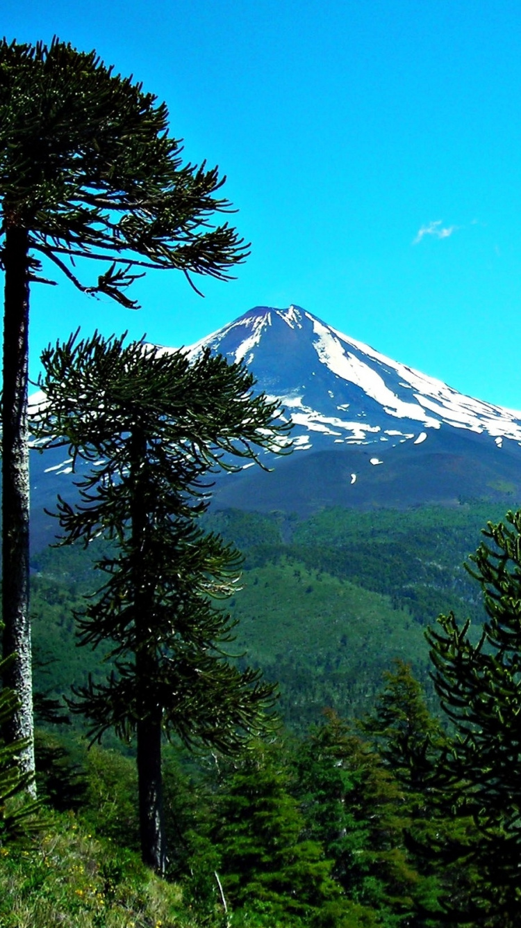 Green Trees Near Snow Covered Mountain Under Blue Sky During Daytime. Wallpaper in 750x1334 Resolution