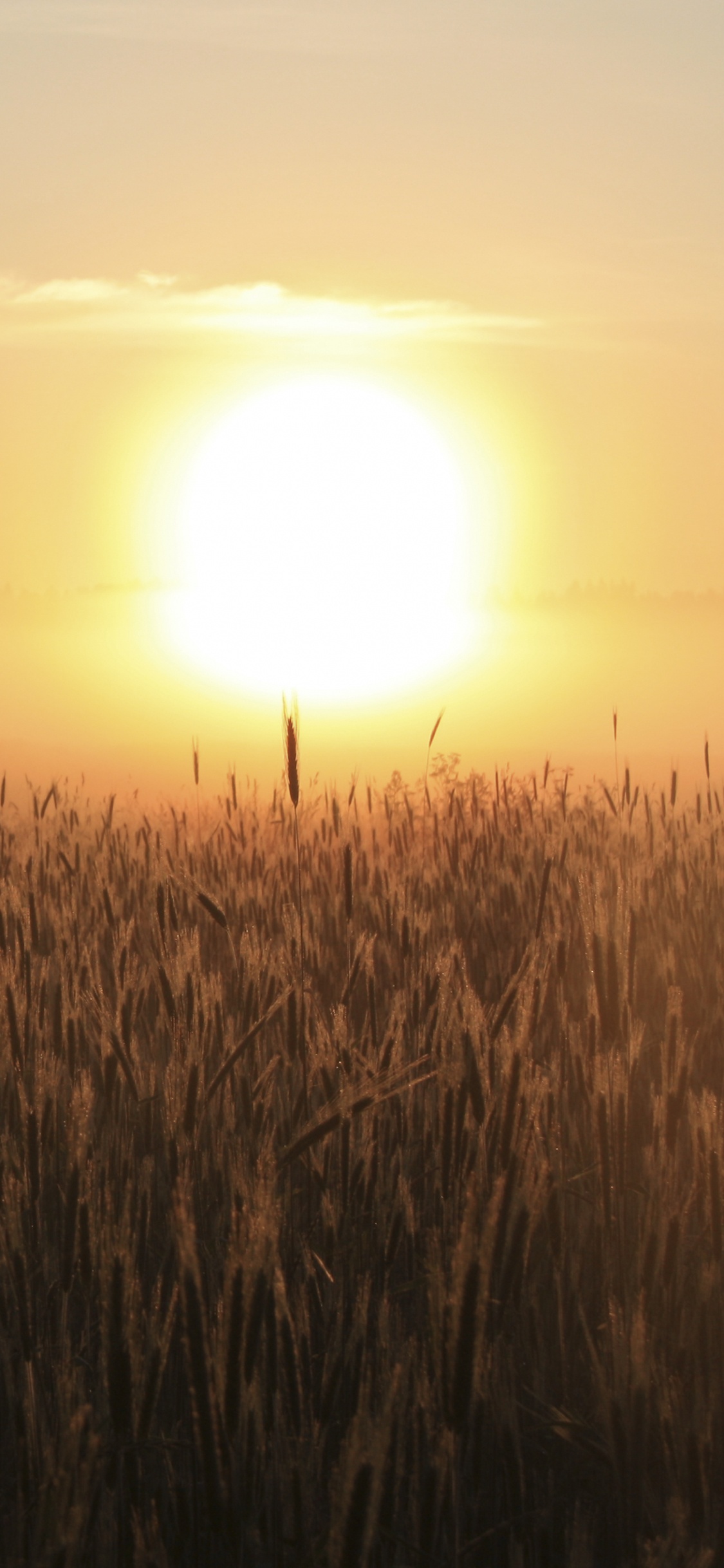 Champ D'herbe Brune Pendant le Coucher du Soleil. Wallpaper in 1125x2436 Resolution