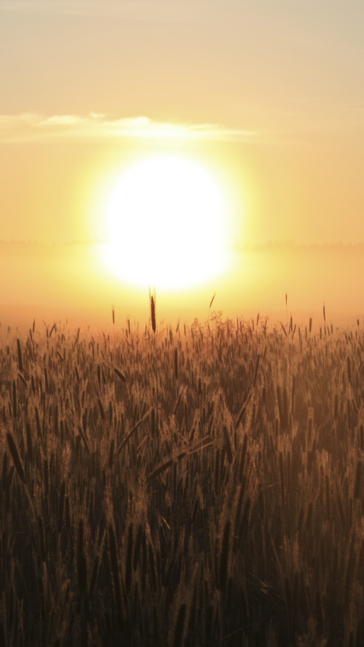 Champ D'herbe Brune Pendant le Coucher du Soleil. Wallpaper in 720x1280 Resolution