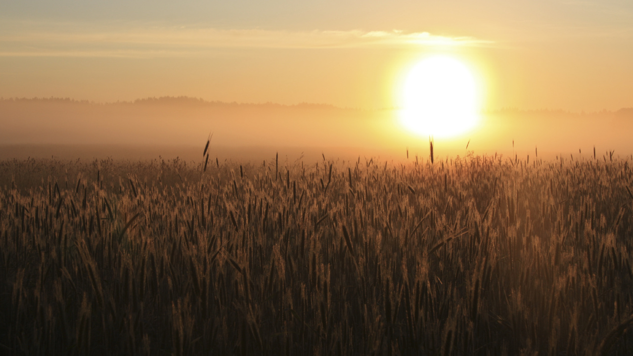 Braune Wiese Bei Sonnenuntergang. Wallpaper in 1280x720 Resolution