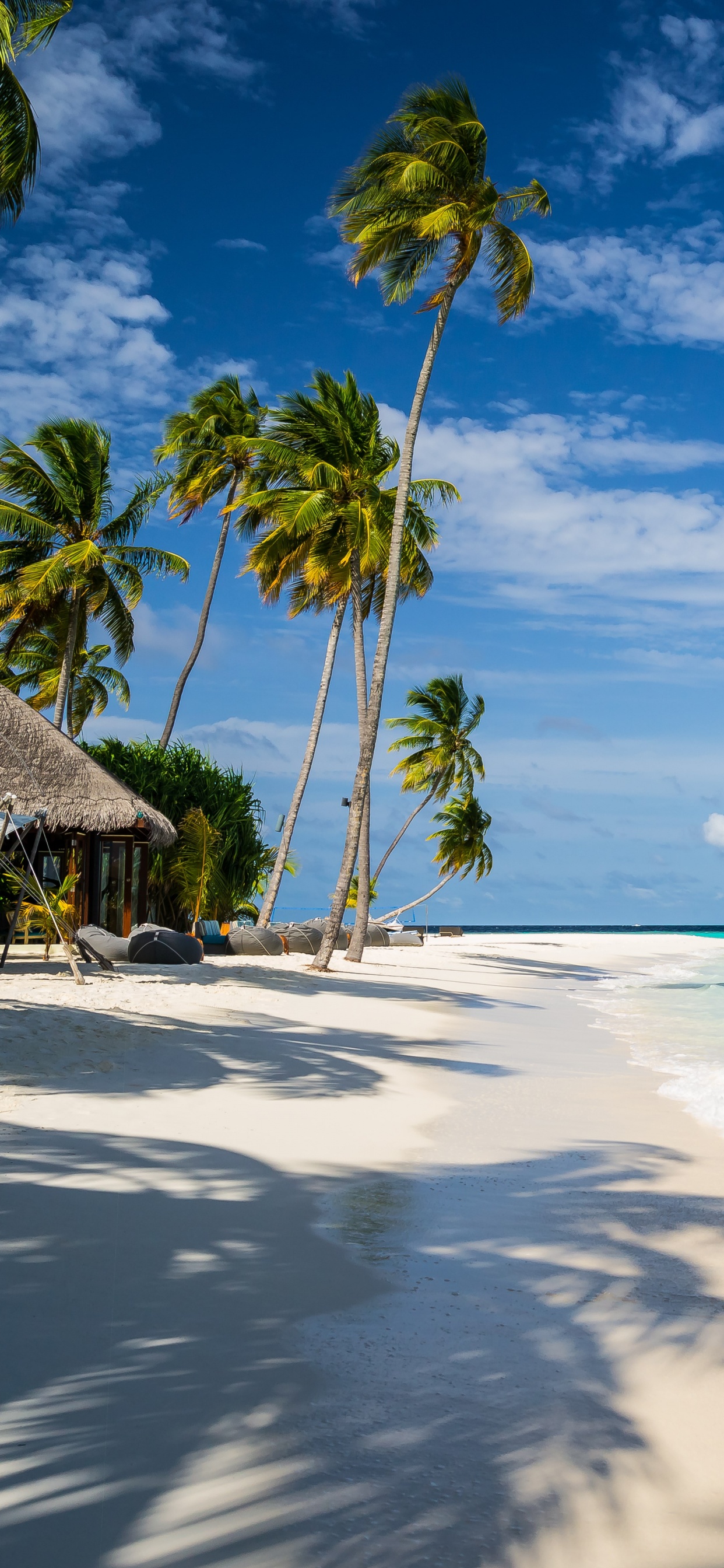 Weißer Vogel am Strandufer Tagsüber. Wallpaper in 1242x2688 Resolution