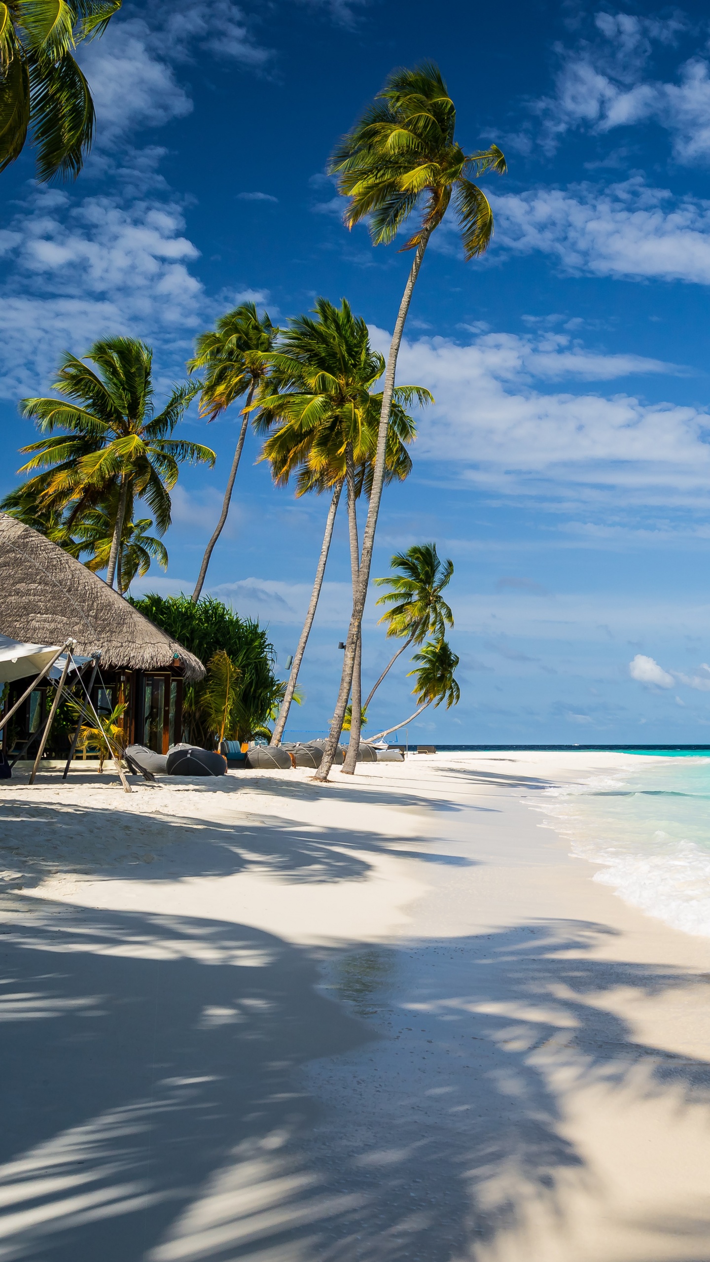 Weißer Vogel am Strandufer Tagsüber. Wallpaper in 1440x2560 Resolution