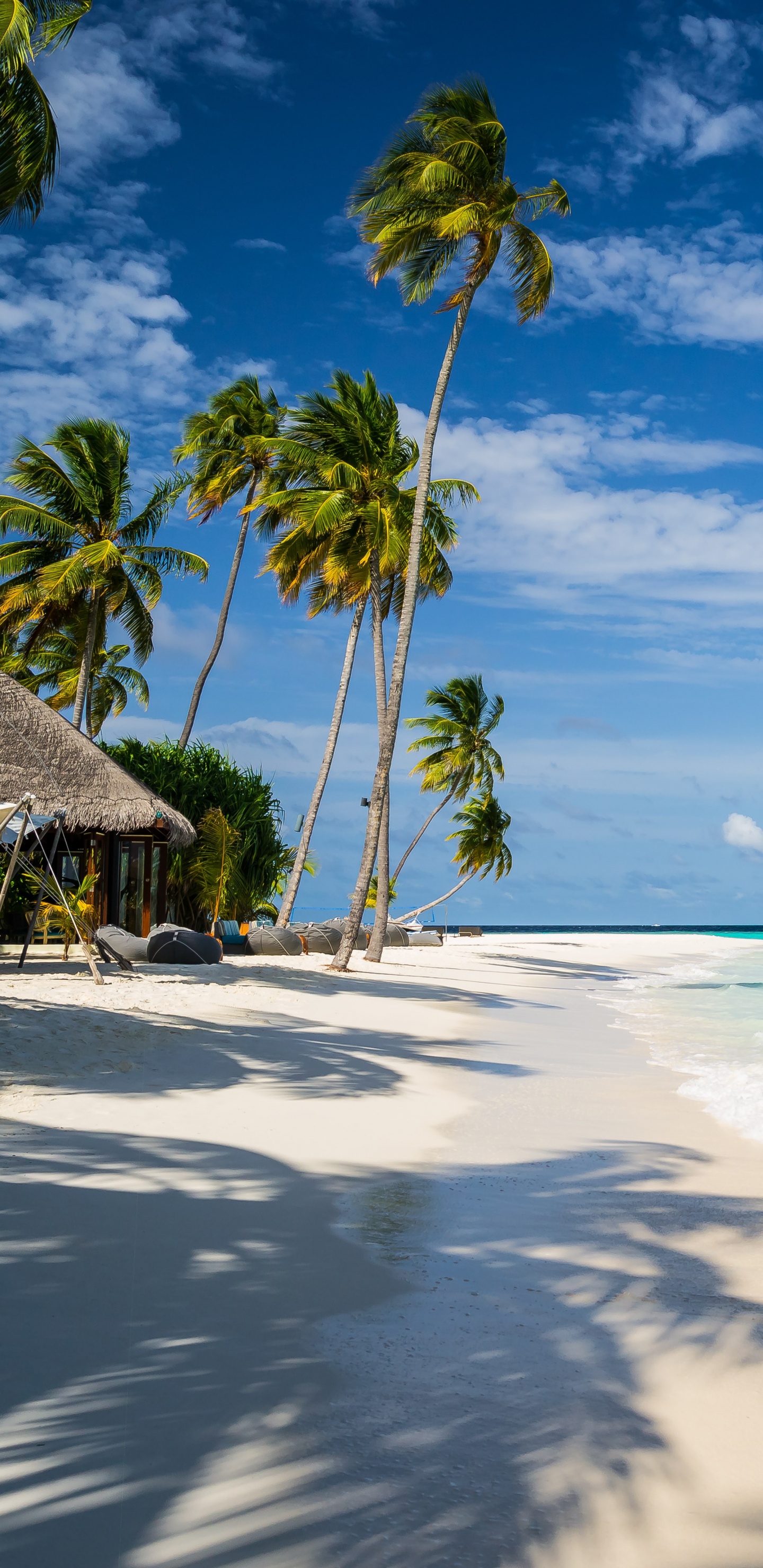 Weißer Vogel am Strandufer Tagsüber. Wallpaper in 1440x2960 Resolution