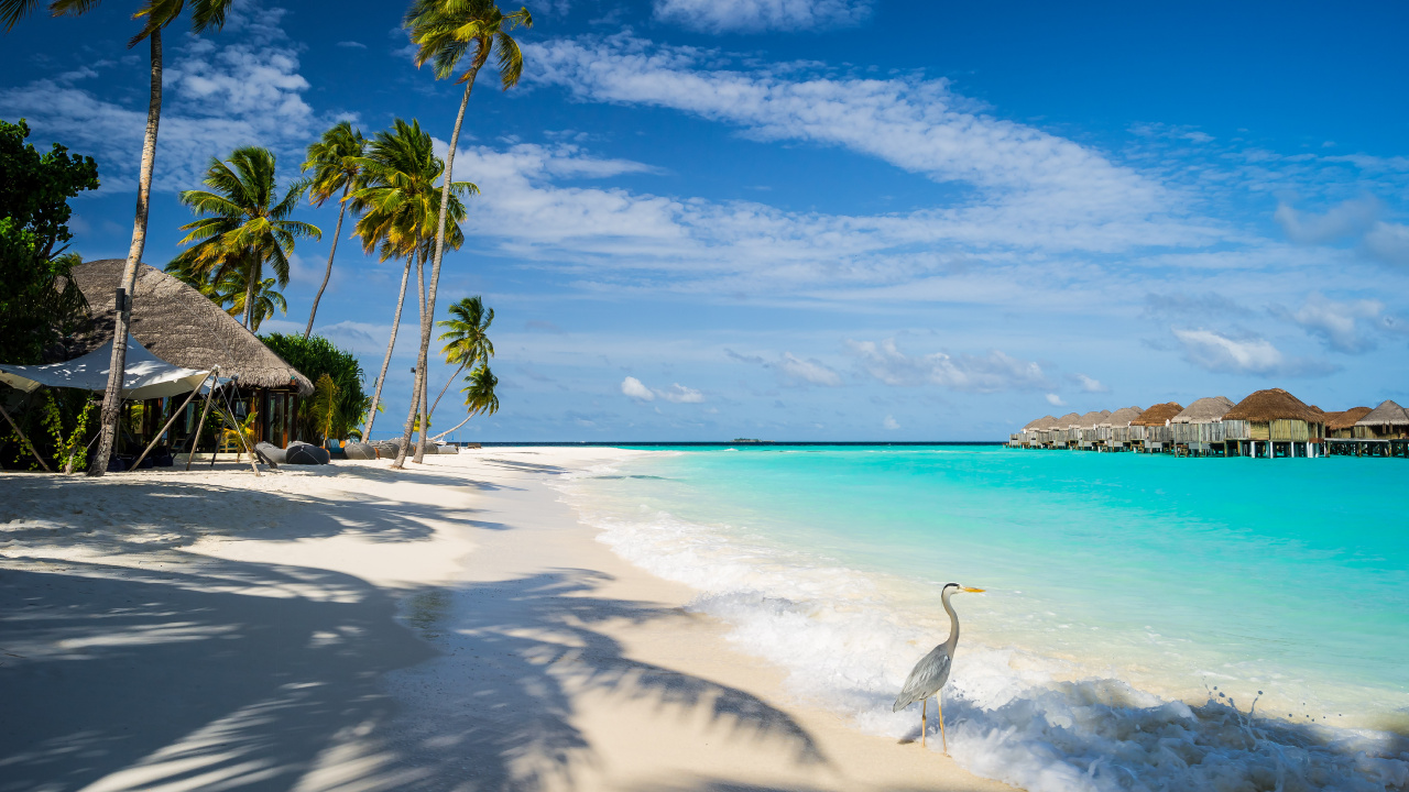 White Bird on Beach Shore During Daytime. Wallpaper in 1280x720 Resolution