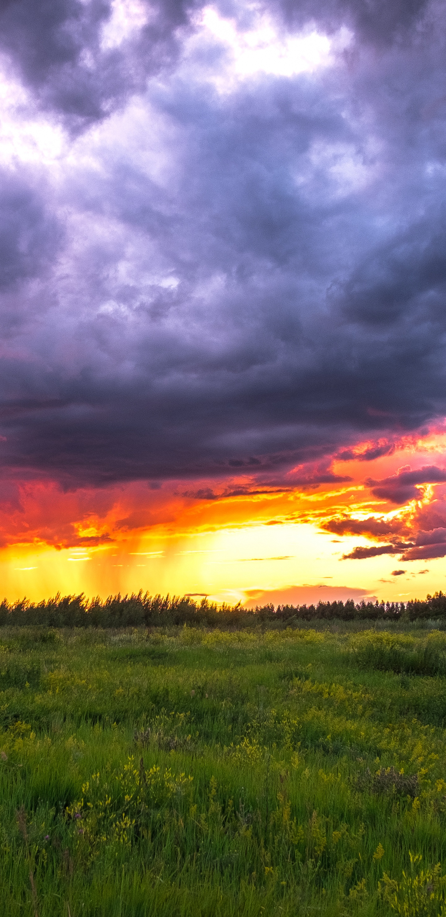 Green Grass Field Under Cloudy Sky During Sunset. Wallpaper in 1440x2960 Resolution