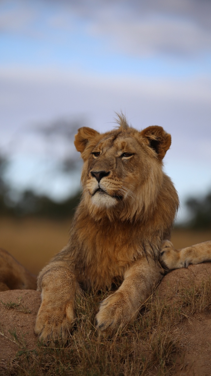 Brown Lion Lying on Ground During Daytime. Wallpaper in 720x1280 Resolution