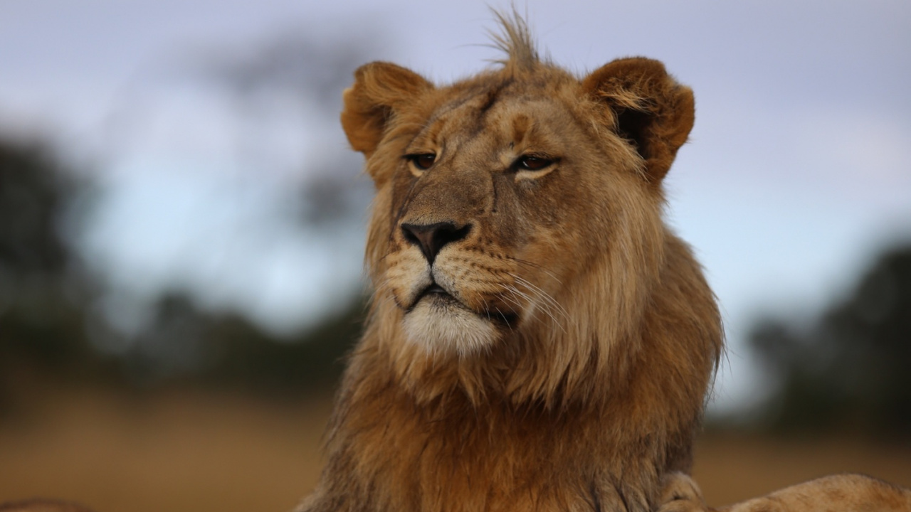 Brauner Löwe, Der Tagsüber Auf Dem Boden Liegt. Wallpaper in 1280x720 Resolution