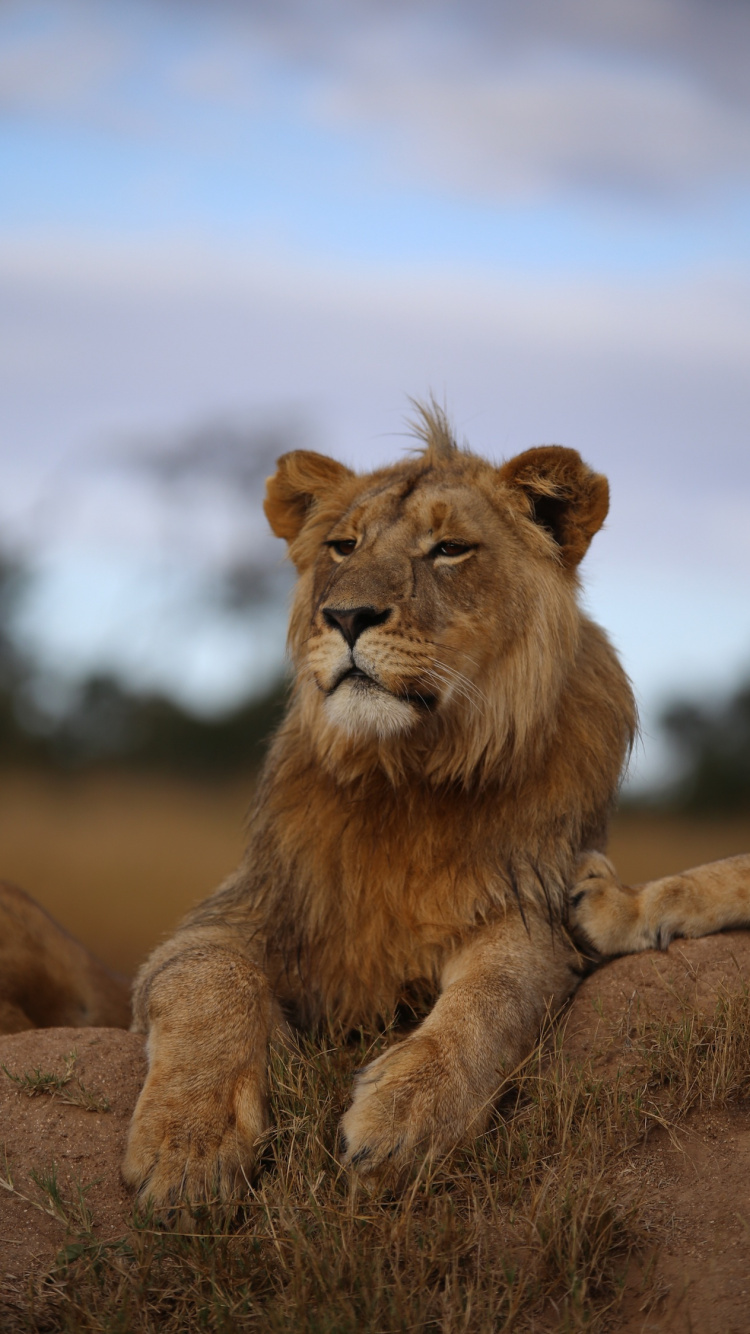Lion Brun Allongé Sur le Sol Pendant la Journée. Wallpaper in 750x1334 Resolution