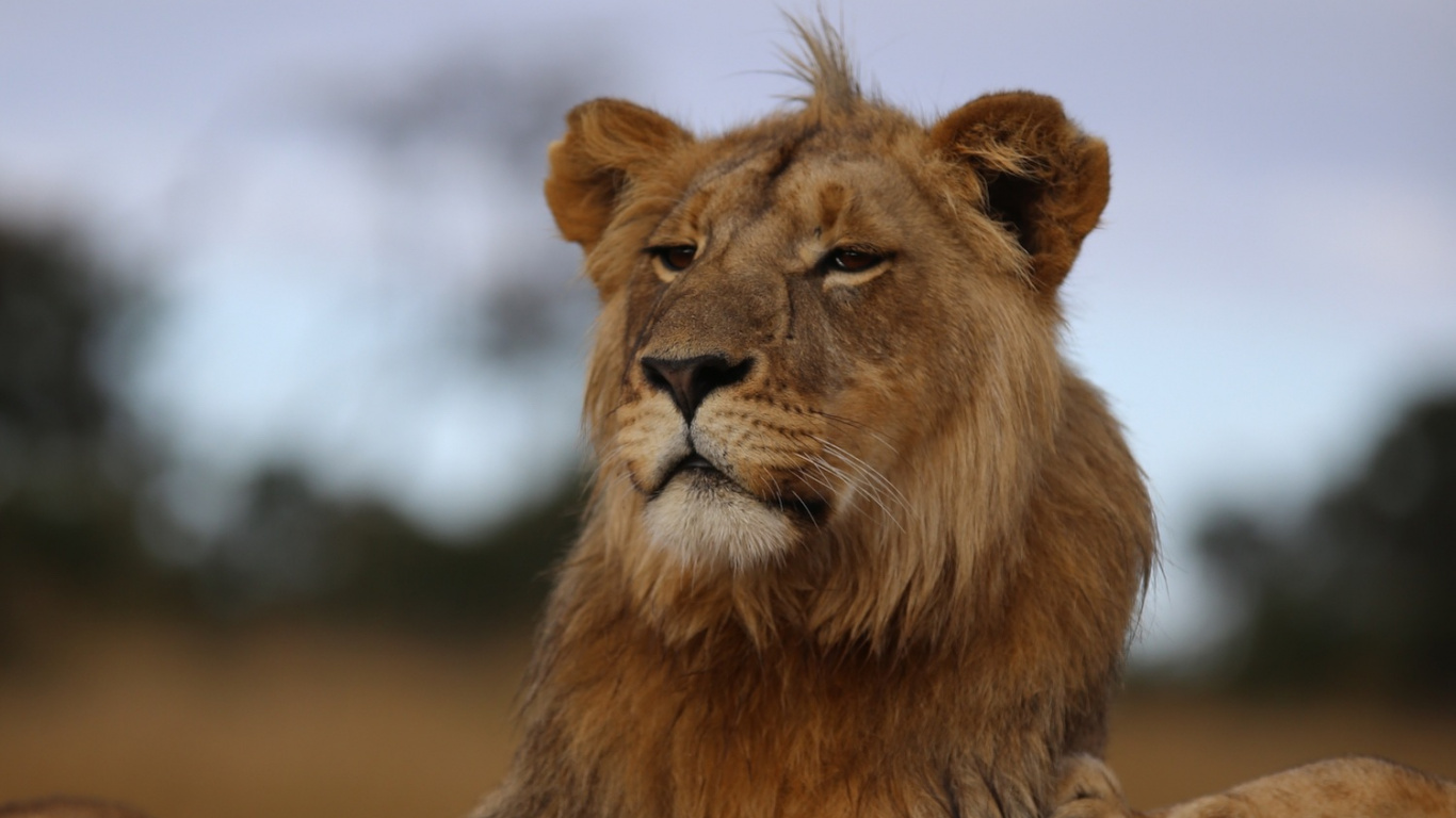 León Marrón Acostado en el Suelo Durante el Día. Wallpaper in 1366x768 Resolution