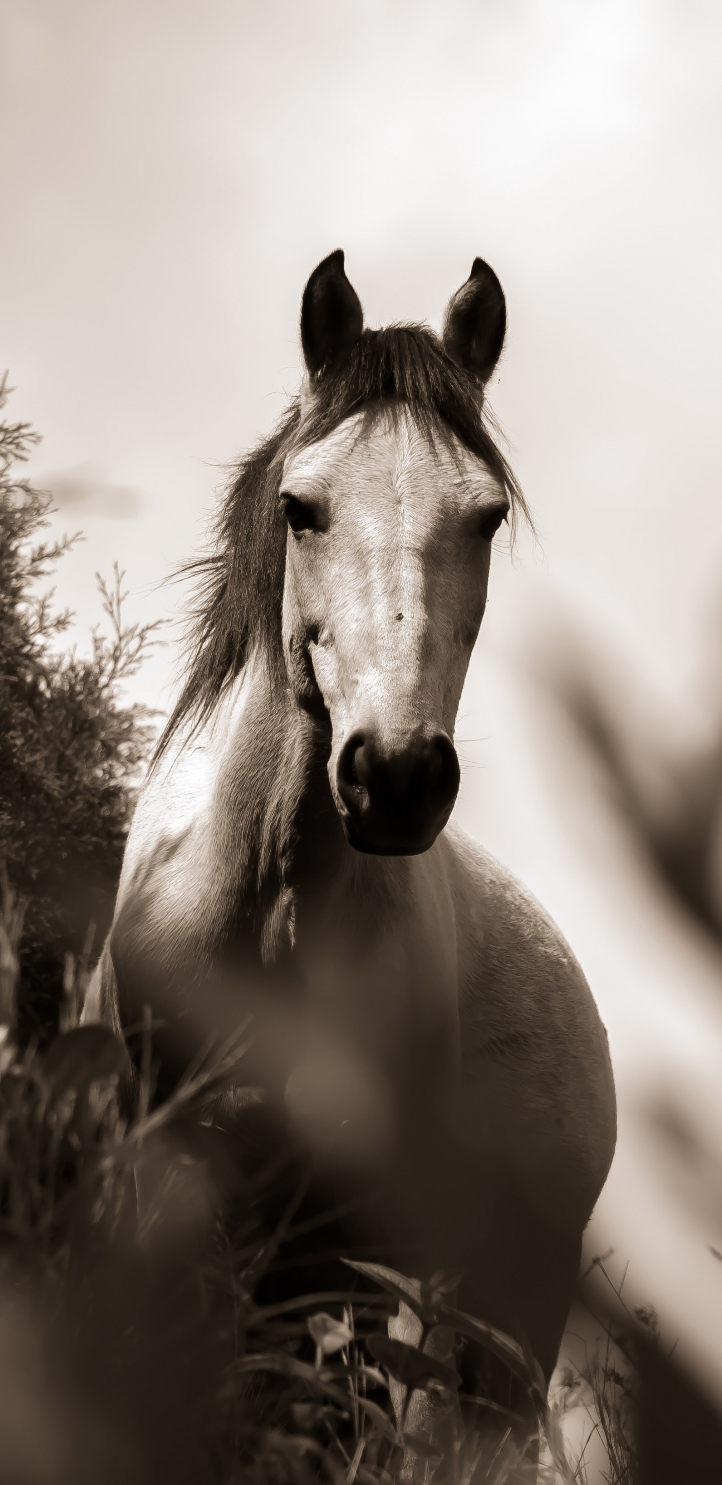 Foto en Escala de Grises Del Caballo en el Campo de Hierba. Wallpaper in 1440x2960 Resolution