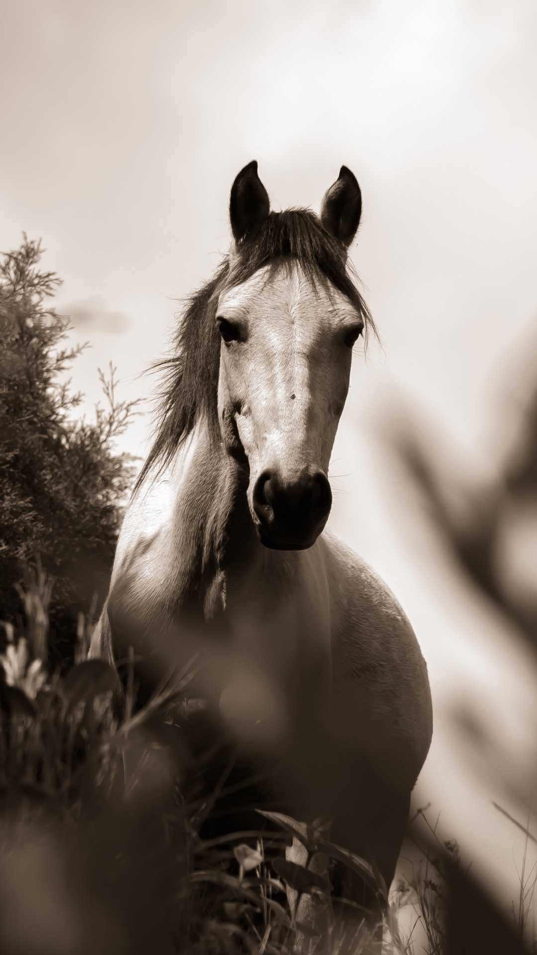 Grayscale Photo of Horse on Grass Field. Wallpaper in 1080x1920 Resolution