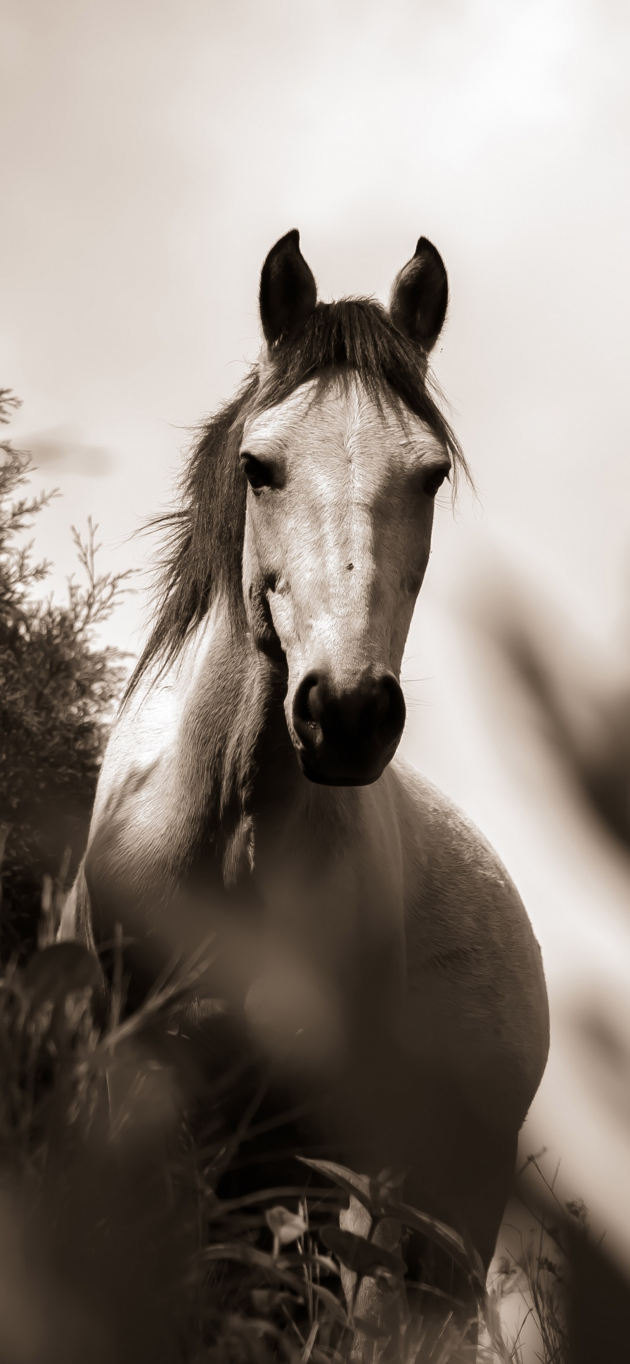 Grayscale Photo of Horse on Grass Field. Wallpaper in 1242x2688 Resolution