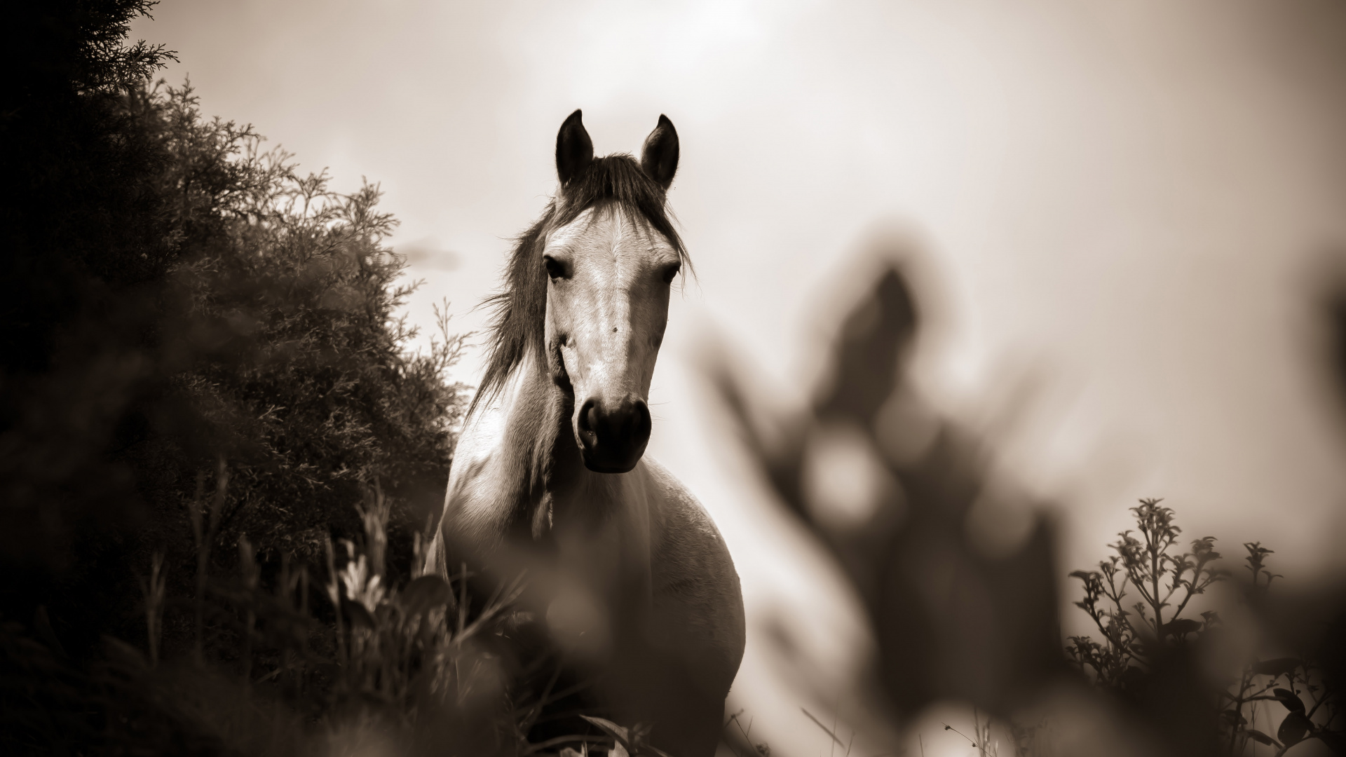 Grayscale Photo of Horse on Grass Field. Wallpaper in 1920x1080 Resolution