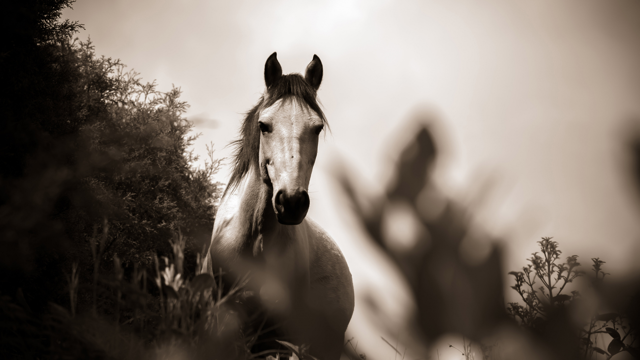 Grayscale Photo of Horse on Grass Field. Wallpaper in 2560x1440 Resolution