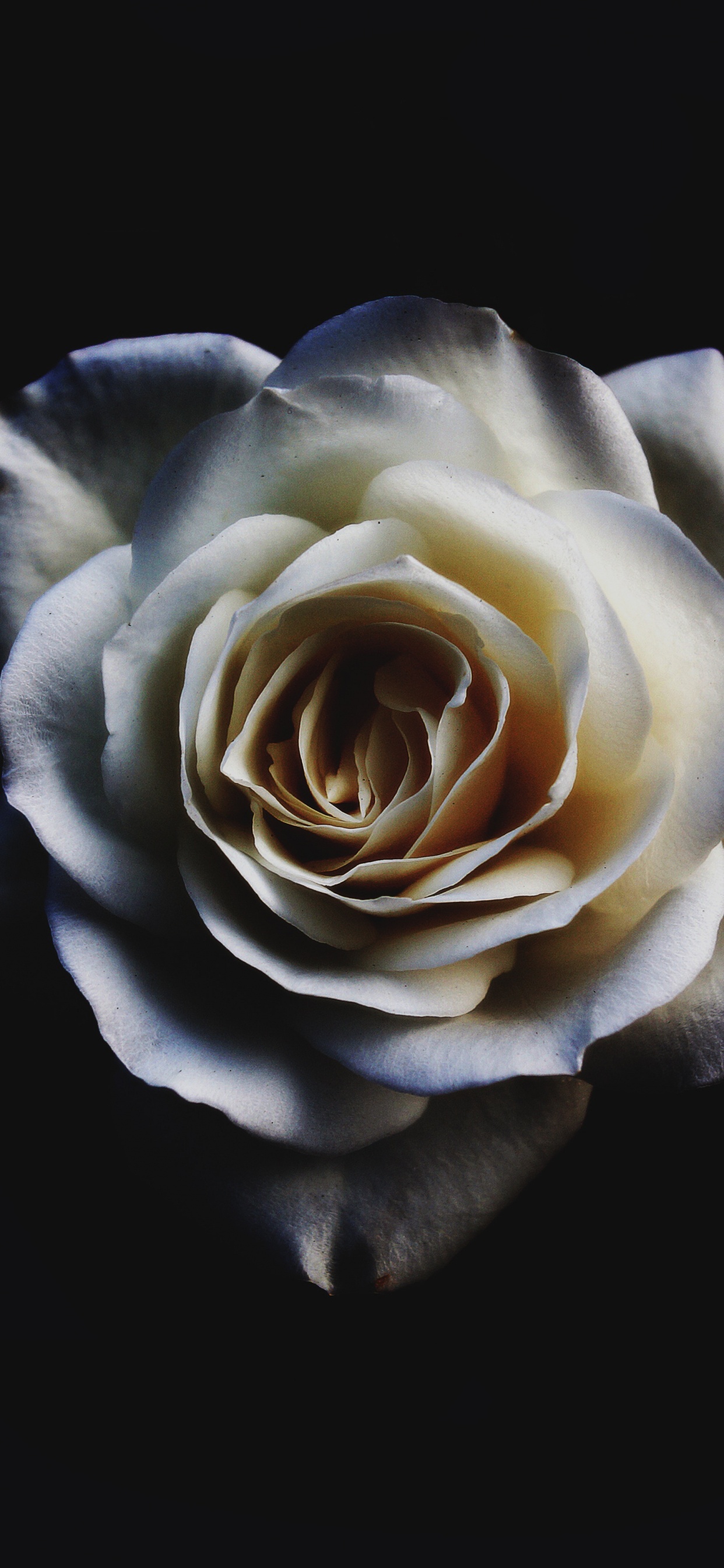 Rose Blanche Sur Fond Noir. Wallpaper in 1242x2688 Resolution