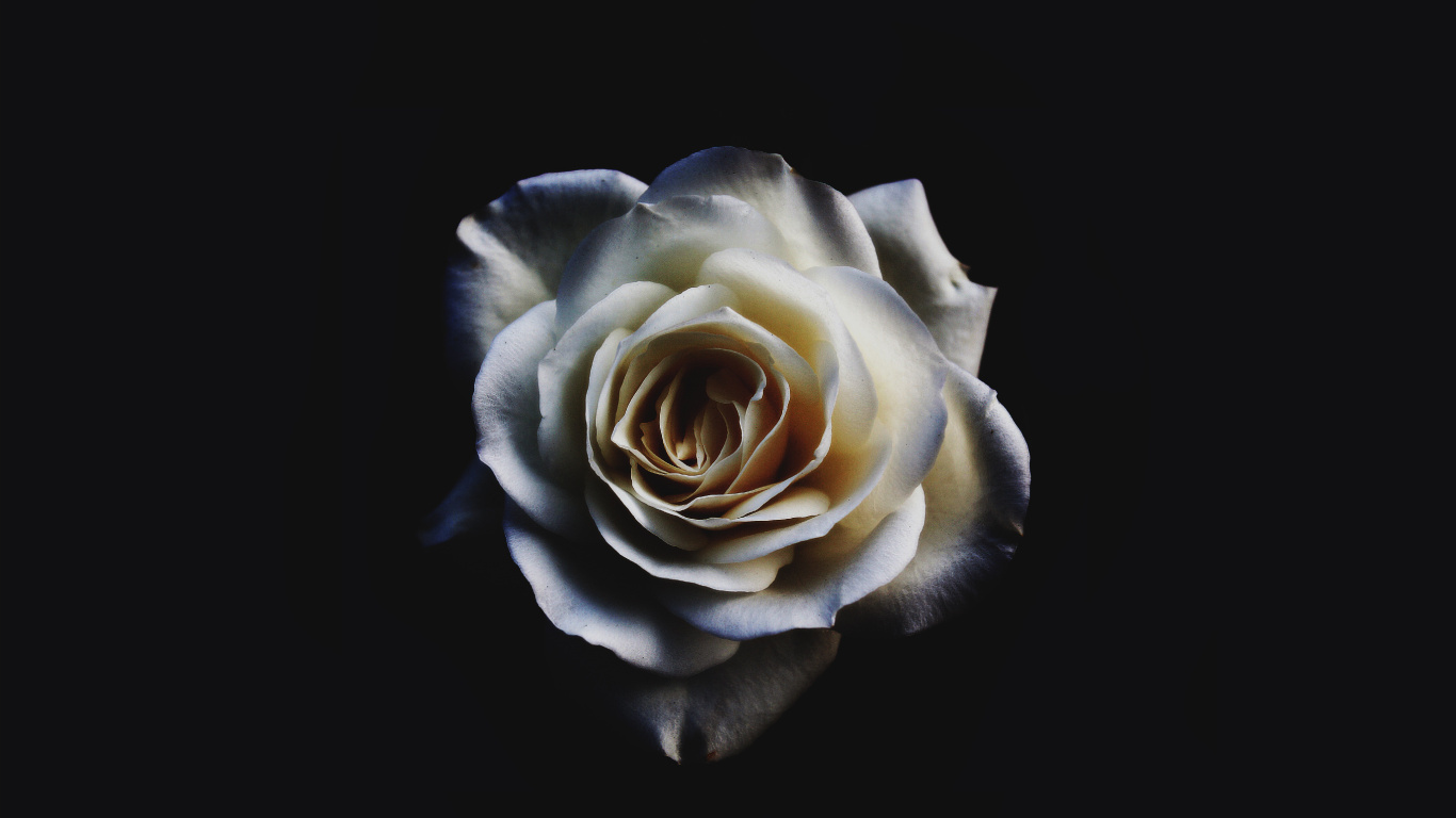 Rose Blanche Sur Fond Noir. Wallpaper in 1366x768 Resolution