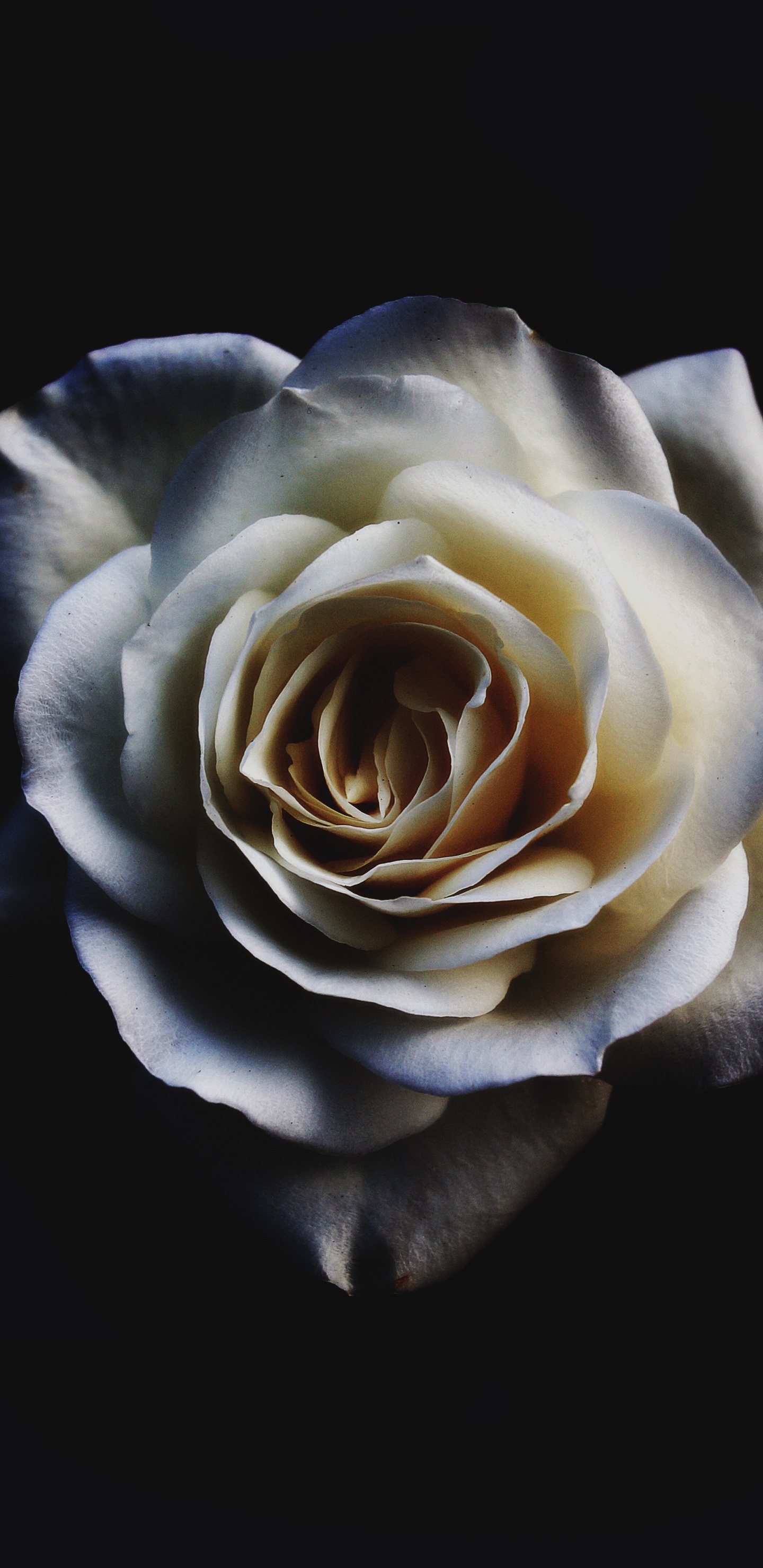 Rose Blanche Sur Fond Noir. Wallpaper in 1440x2960 Resolution