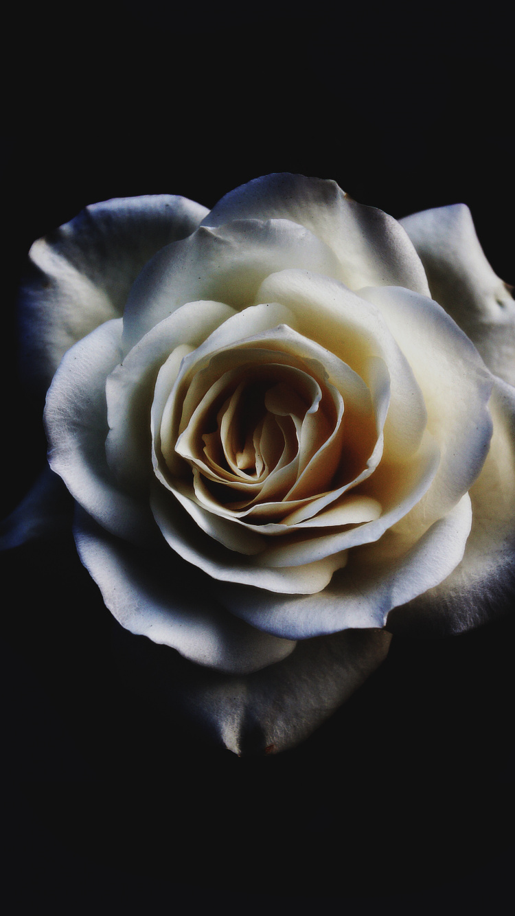 Rose Blanche Sur Fond Noir. Wallpaper in 750x1334 Resolution