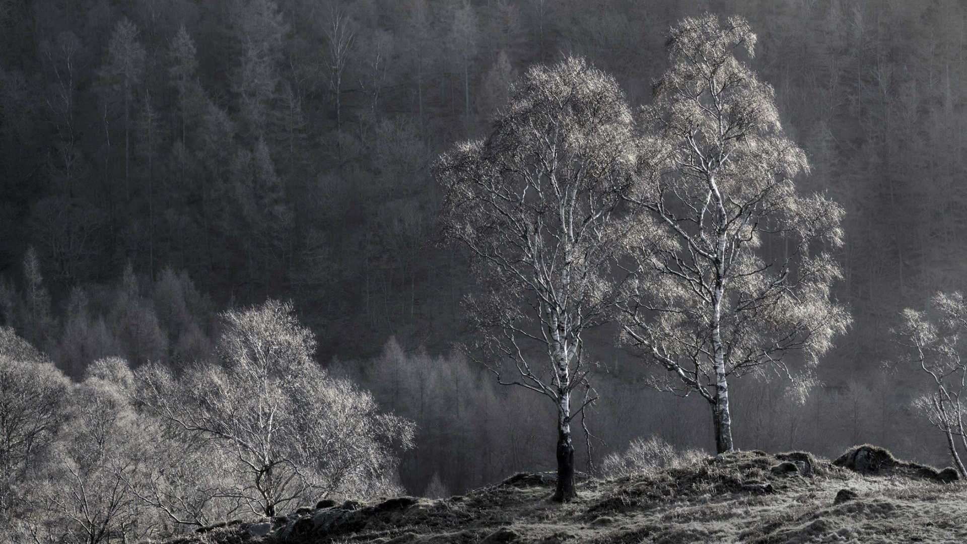 Brown Trees on Green Grass Field During Daytime. Wallpaper in 1920x1080 Resolution