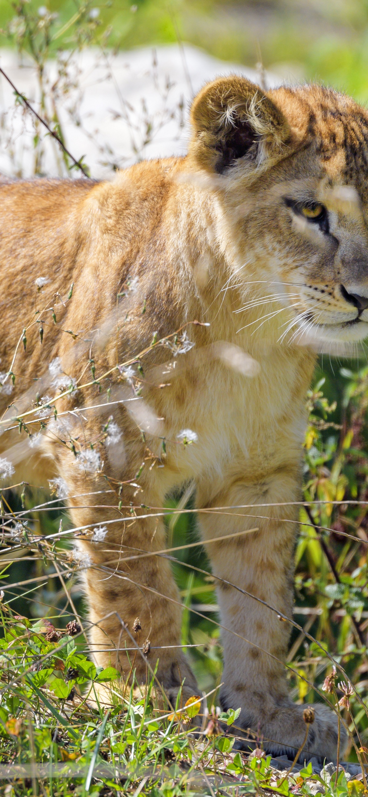 Lion, Pflanzen-Gemeinschaft, Carnivore, Gras, Kitz. Wallpaper in 1242x2688 Resolution