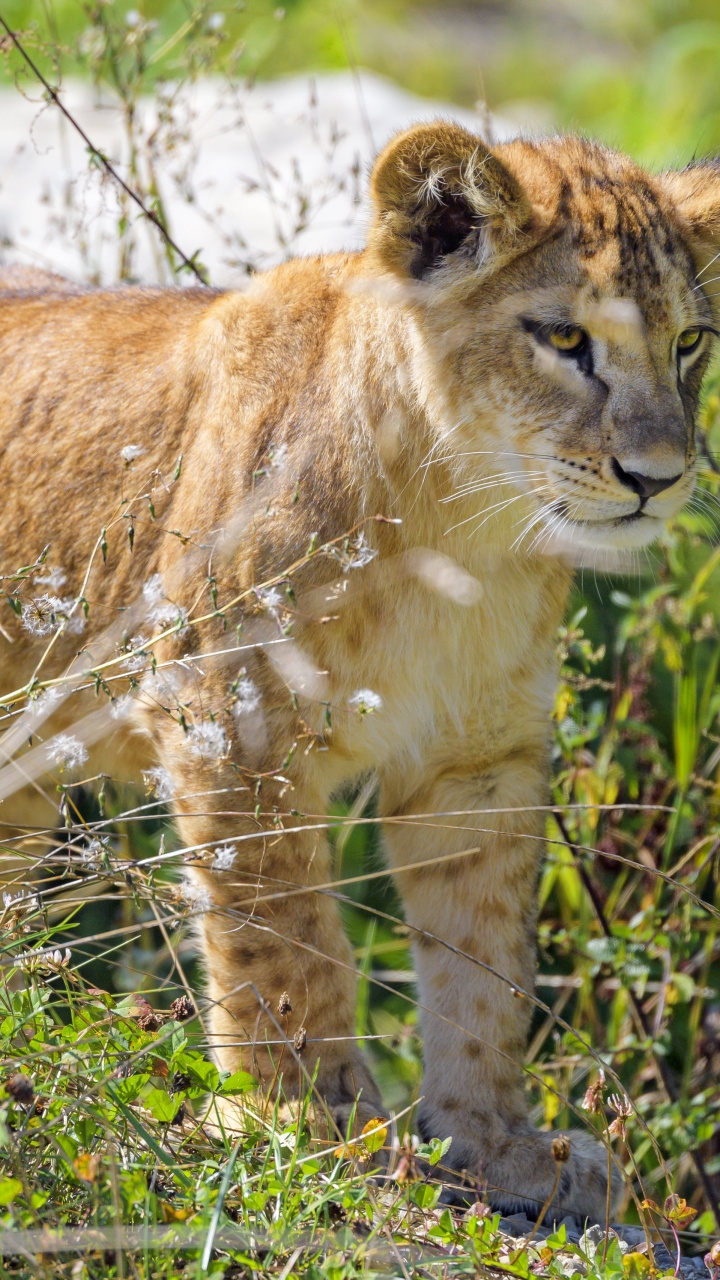 Lion, Plant, Plant Community, Carnivore, Grass. Wallpaper in 720x1280 Resolution