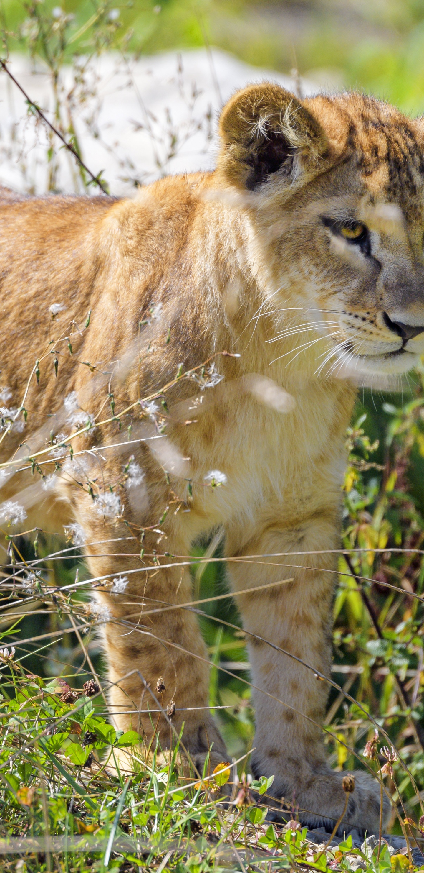 Lion, Plante de la Communauté, Carnivores, Faon, Felidae. Wallpaper in 1440x2960 Resolution
