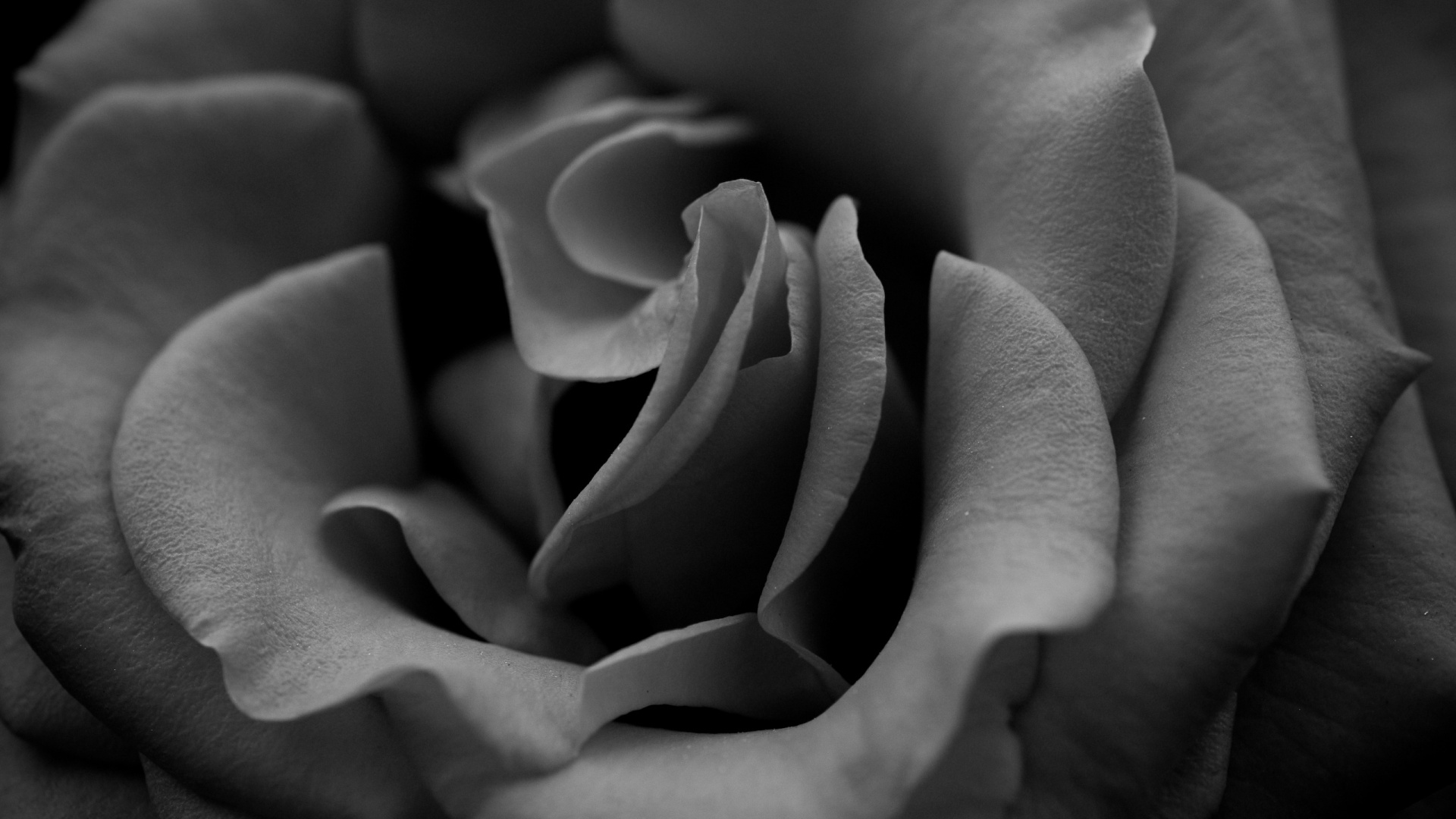 Foto en Escala de Grises de Flor Rosa. Wallpaper in 1920x1080 Resolution