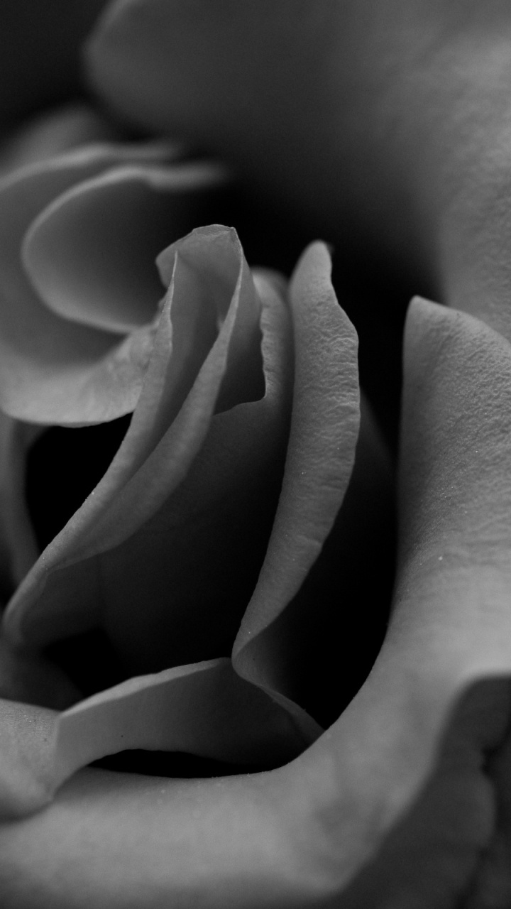 Graustufenfoto Von Rosenblüten. Wallpaper in 720x1280 Resolution