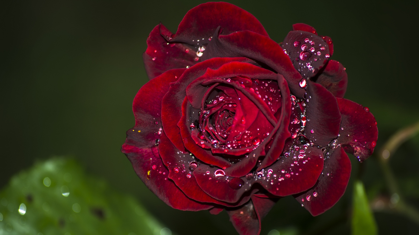 Red Rose in Bloom With Dew Drops. Wallpaper in 1366x768 Resolution
