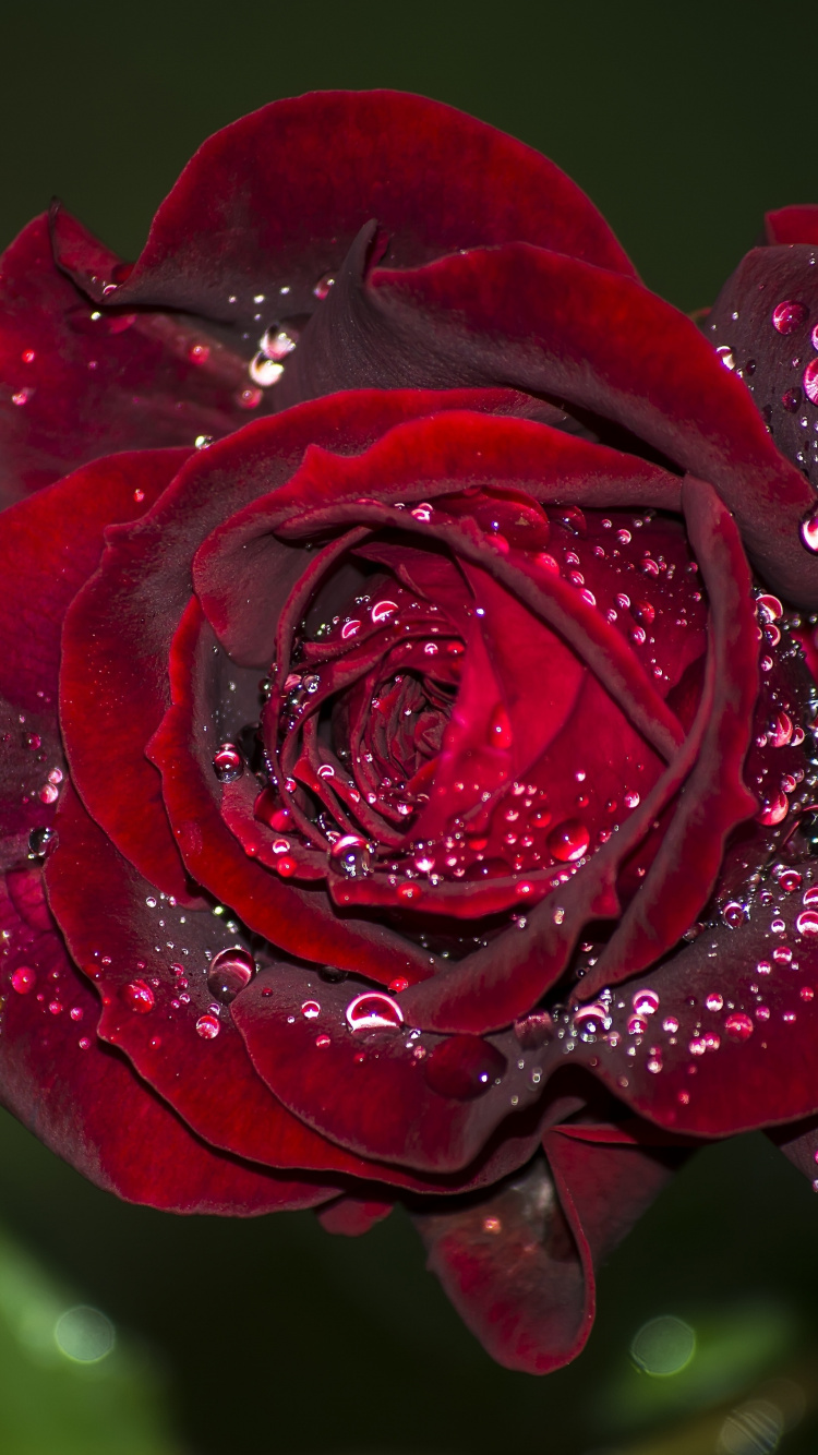 Rosa Roja en Flor Con Gotas de Rocío. Wallpaper in 750x1334 Resolution