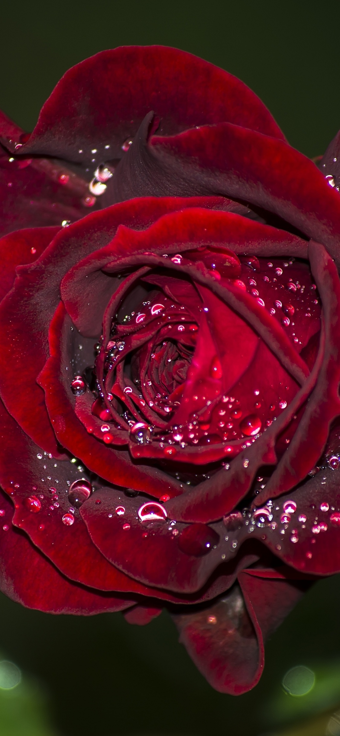 Rose Rouge en Fleurs Avec Des Gouttes de Rosée. Wallpaper in 1125x2436 Resolution