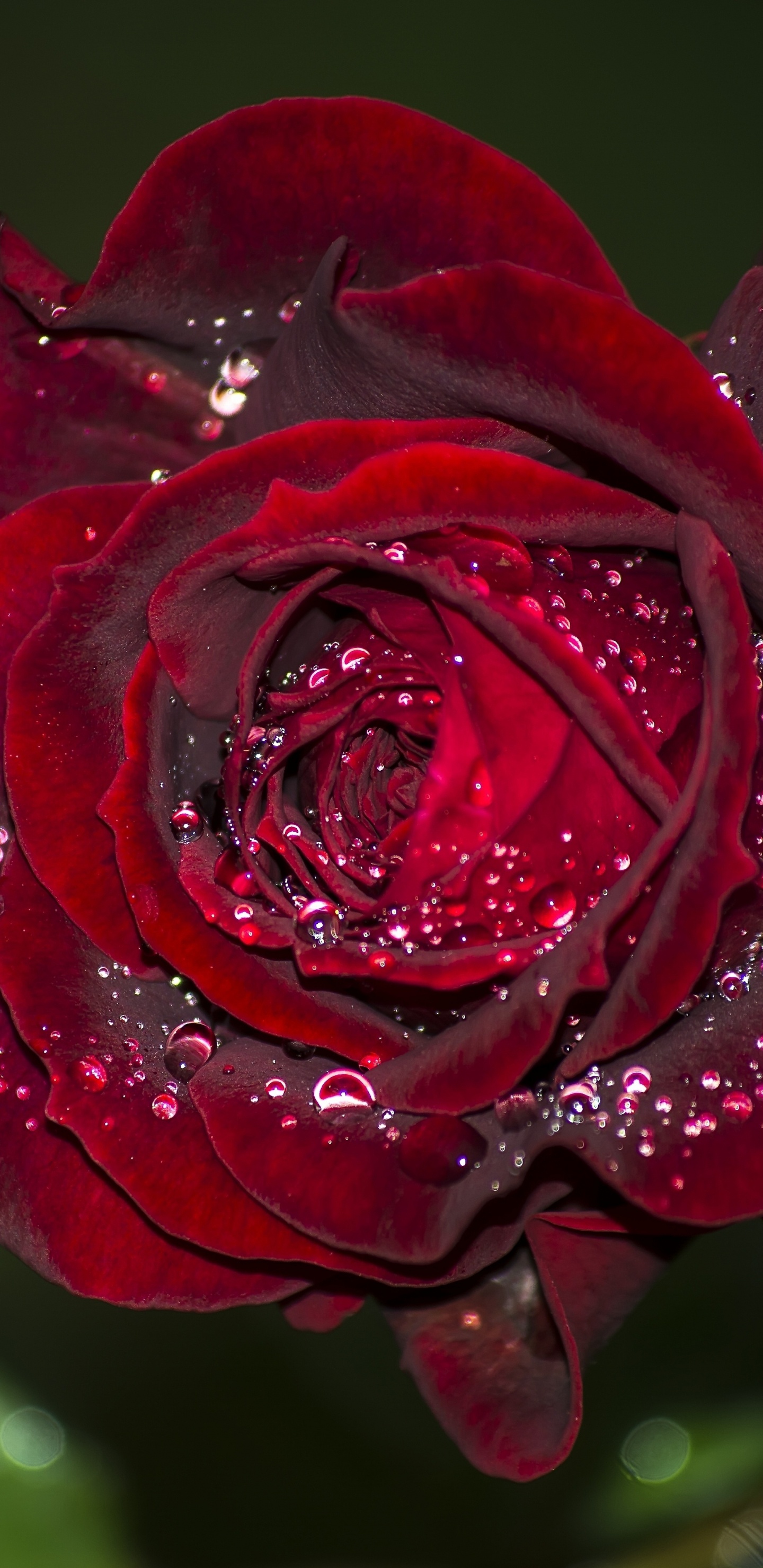 Rose Rouge en Fleurs Avec Des Gouttes de Rosée. Wallpaper in 1440x2960 Resolution