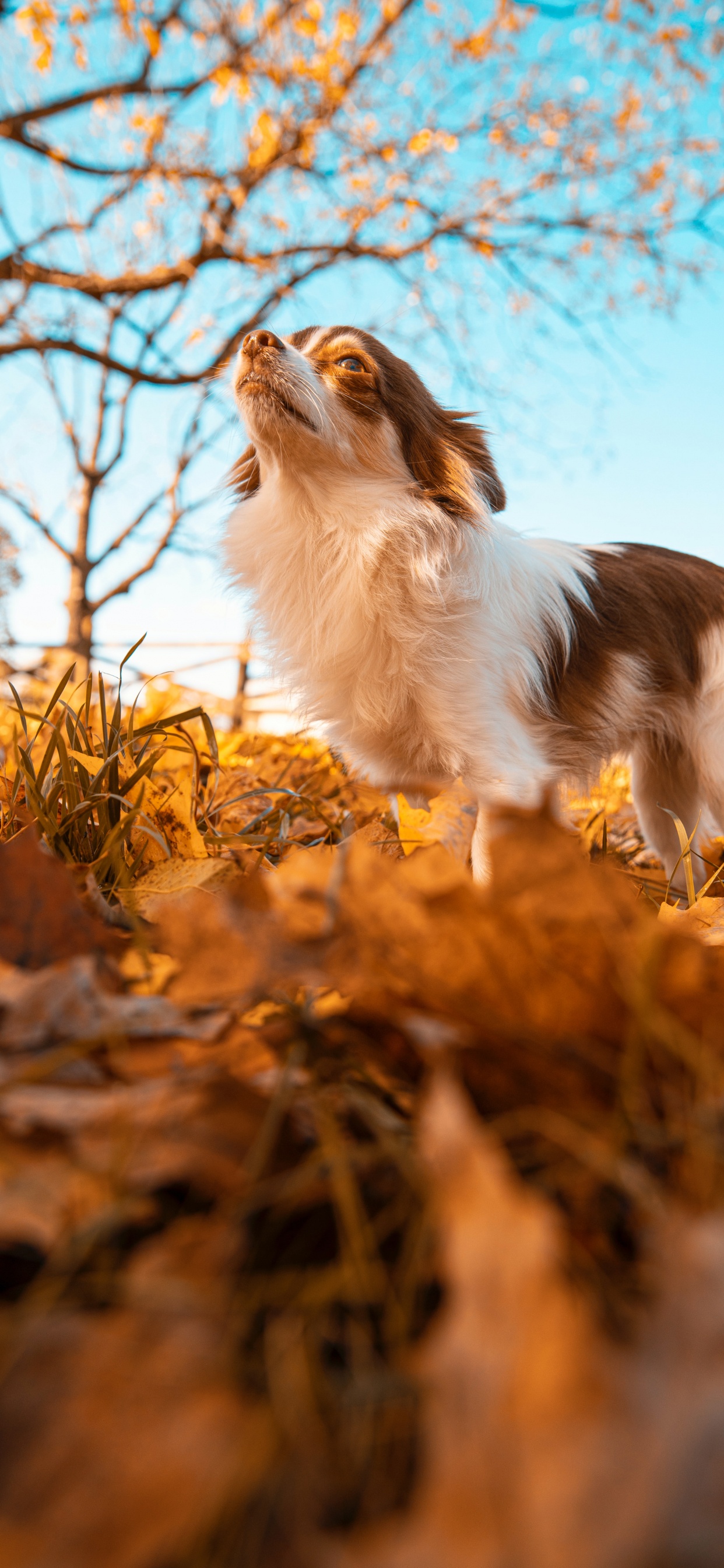 Tablet, Dogge, Wisgoon - Soziales Netzwerk, Naturlandschaft, Branch. Wallpaper in 1242x2688 Resolution