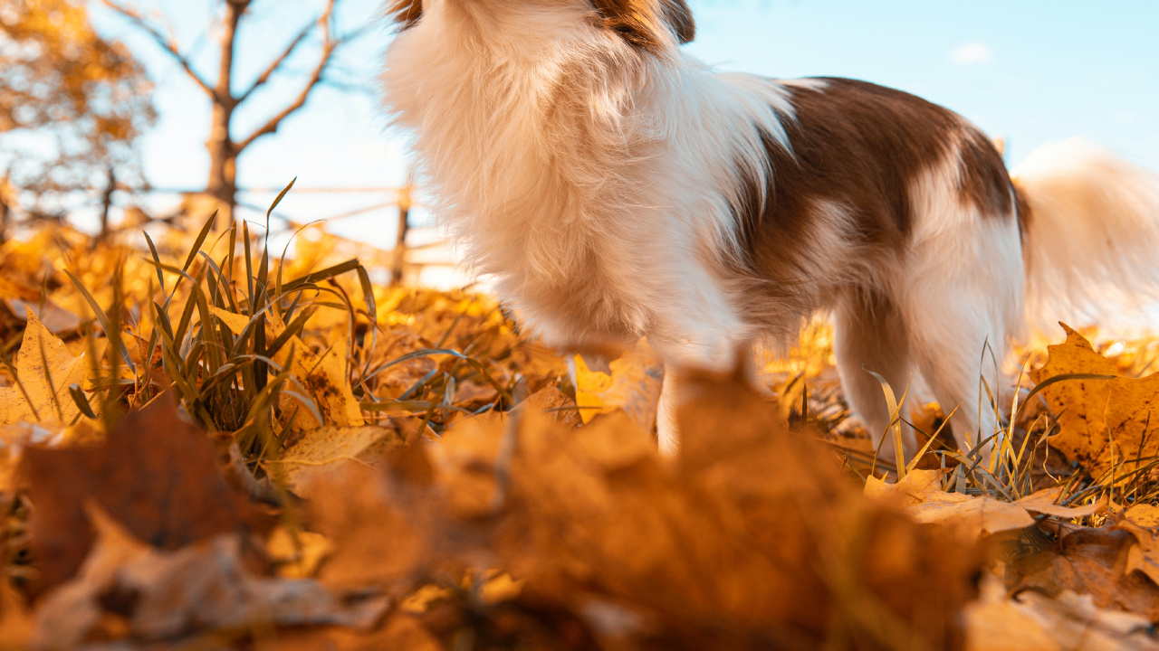 Tablet, Dogge, Wisgoon - Soziales Netzwerk, Naturlandschaft, Branch. Wallpaper in 1280x720 Resolution