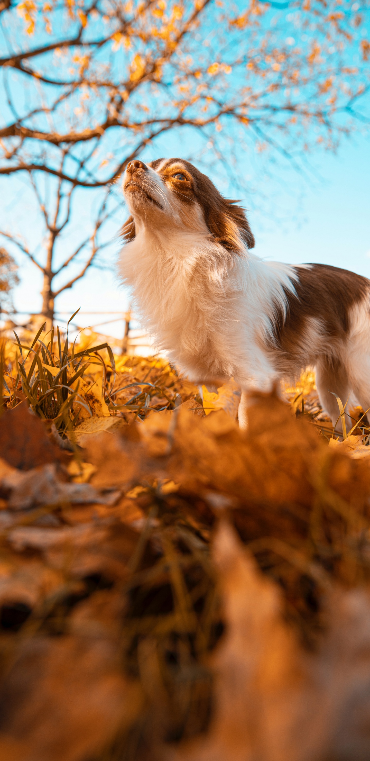 Tablet, Dogge, Wisgoon - Soziales Netzwerk, Naturlandschaft, Branch. Wallpaper in 1440x2960 Resolution