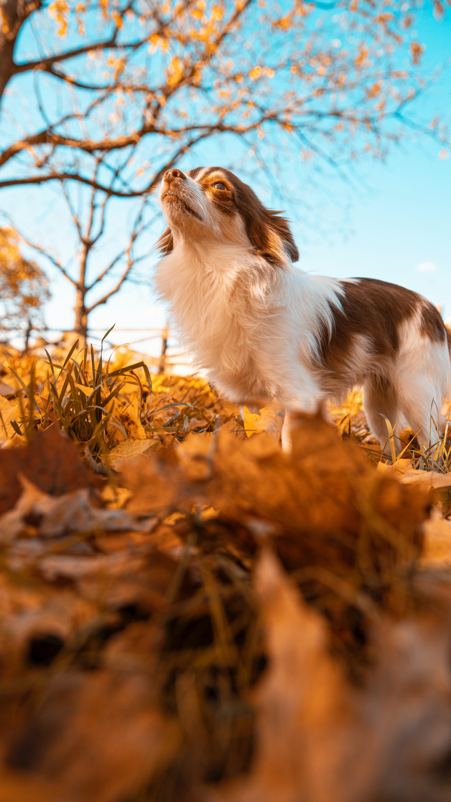 Tablet, Great Dane, Wisgoon - Social Network, Plant, Natural Landscape. Wallpaper in 1440x2560 Resolution