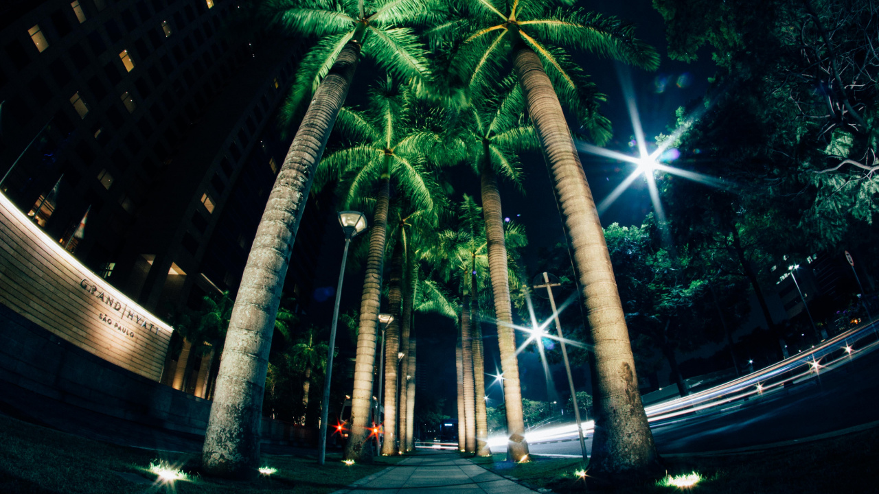 Green Palm Trees on Gray Concrete Road During Night Time. Wallpaper in 1280x720 Resolution