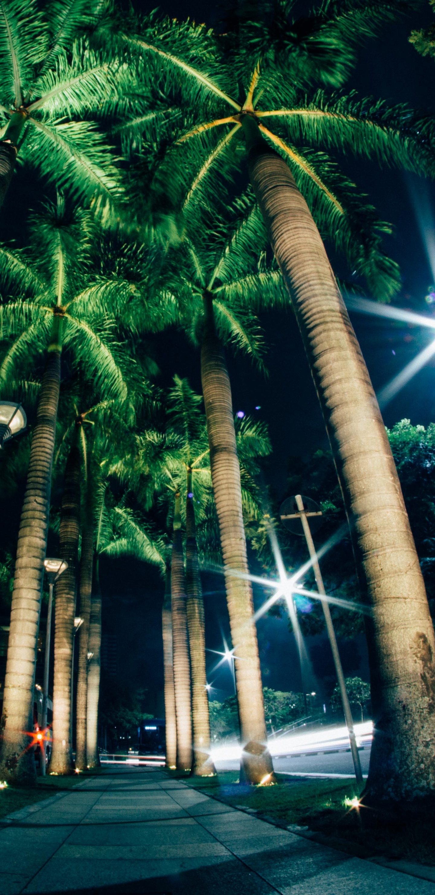 Green Palm Trees on Gray Concrete Road During Night Time. Wallpaper in 1440x2960 Resolution
