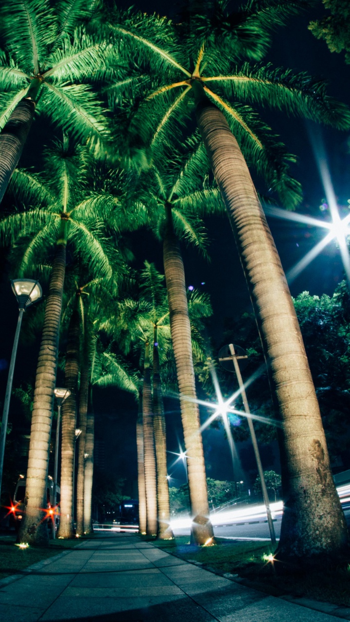 Green Palm Trees on Gray Concrete Road During Night Time. Wallpaper in 720x1280 Resolution