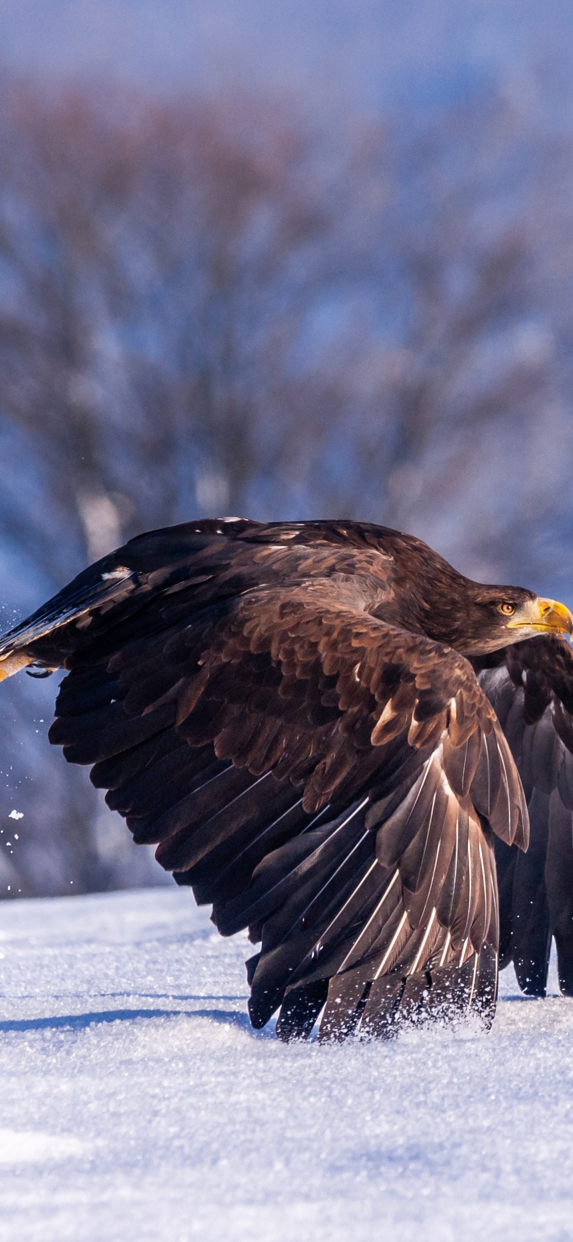 Brown and White Eagle Flying Over Snow Covered Ground During Daytime. Wallpaper in 1125x2436 Resolution