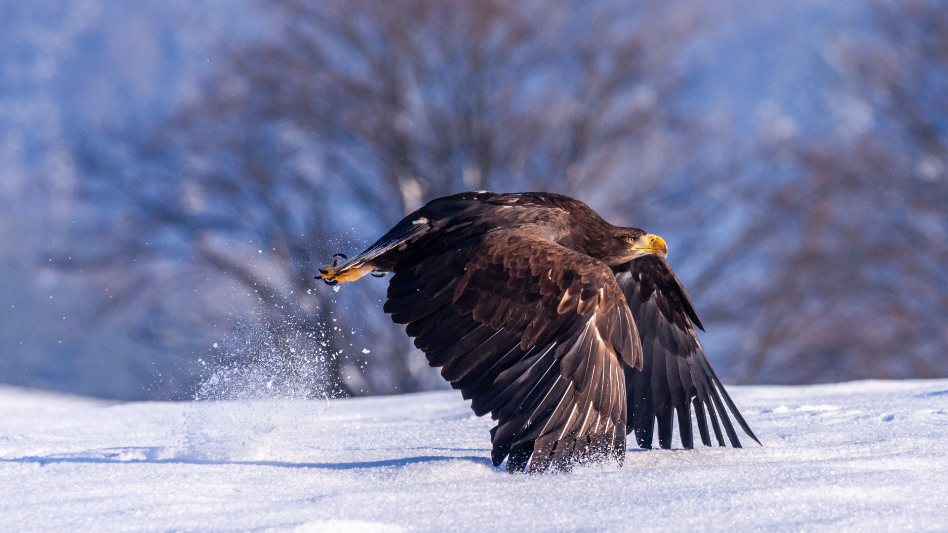 Brown and White Eagle Flying Over Snow Covered Ground During Daytime. Wallpaper in 1920x1080 Resolution