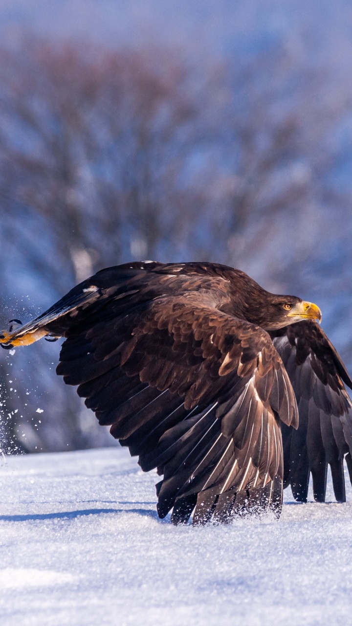 Brown and White Eagle Flying Over Snow Covered Ground During Daytime. Wallpaper in 720x1280 Resolution
