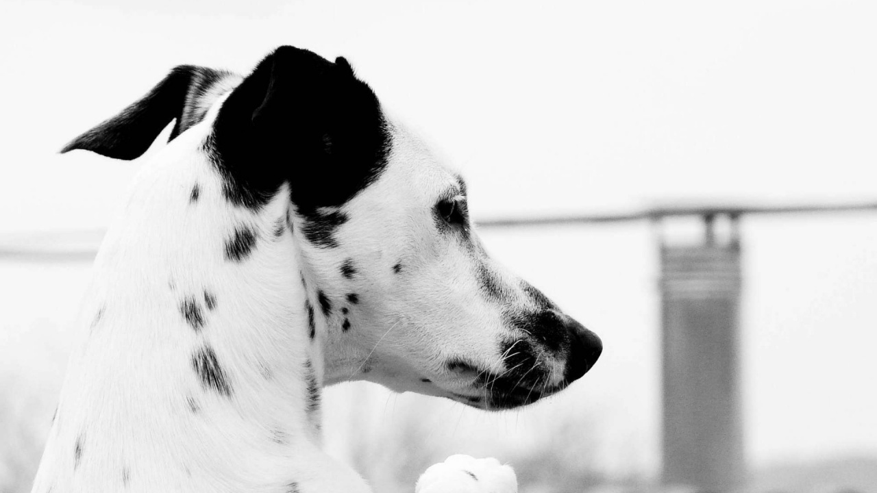 Chien Dalmatien Blanc et Noir. Wallpaper in 1280x720 Resolution