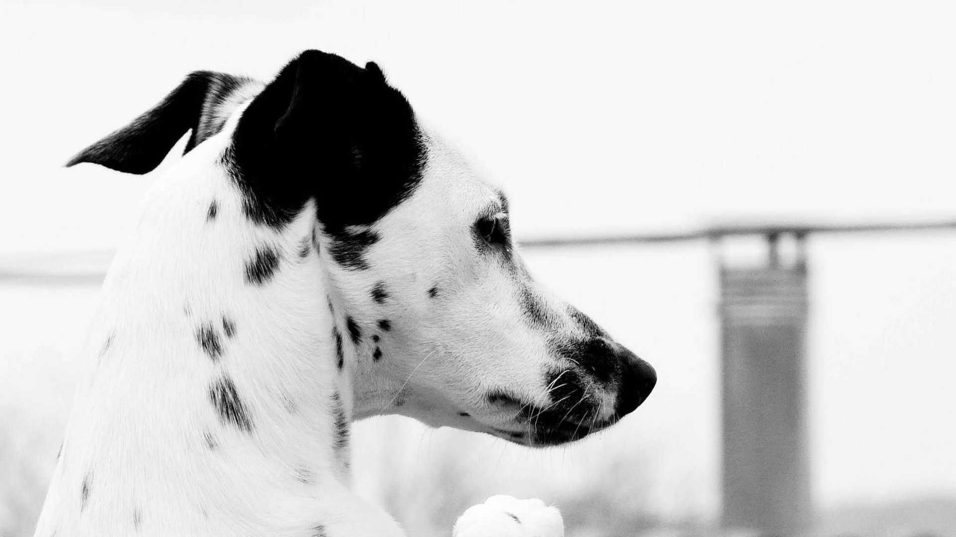 Chien Dalmatien Blanc et Noir. Wallpaper in 1920x1080 Resolution