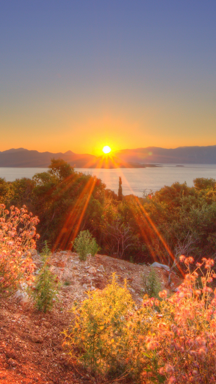 Plantes Vertes et Brunes Près D'un Plan D'eau Pendant le Coucher du Soleil. Wallpaper in 750x1334 Resolution