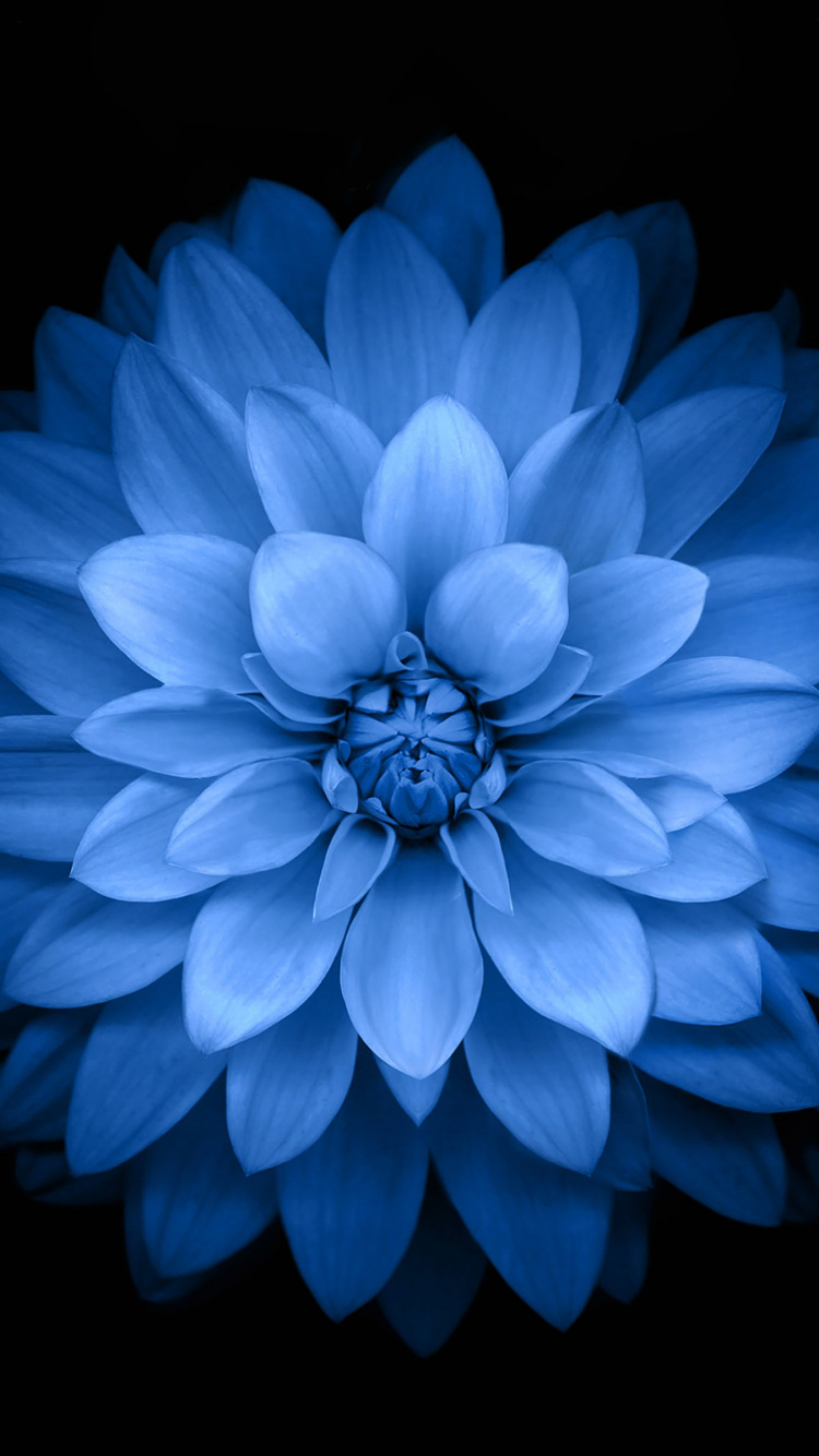 Blaue Blume Mit Schwarzem Hintergrund. Wallpaper in 750x1334 Resolution