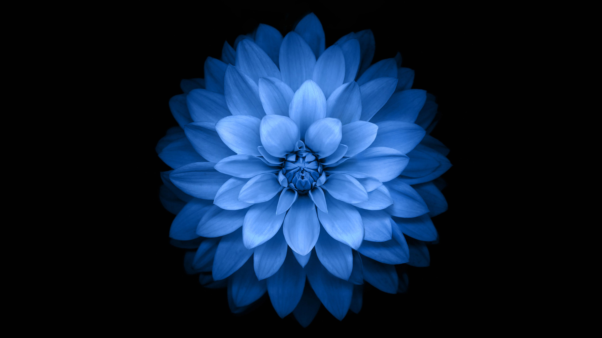 Blue Flower With Black Background. Wallpaper in 1920x1080 Resolution