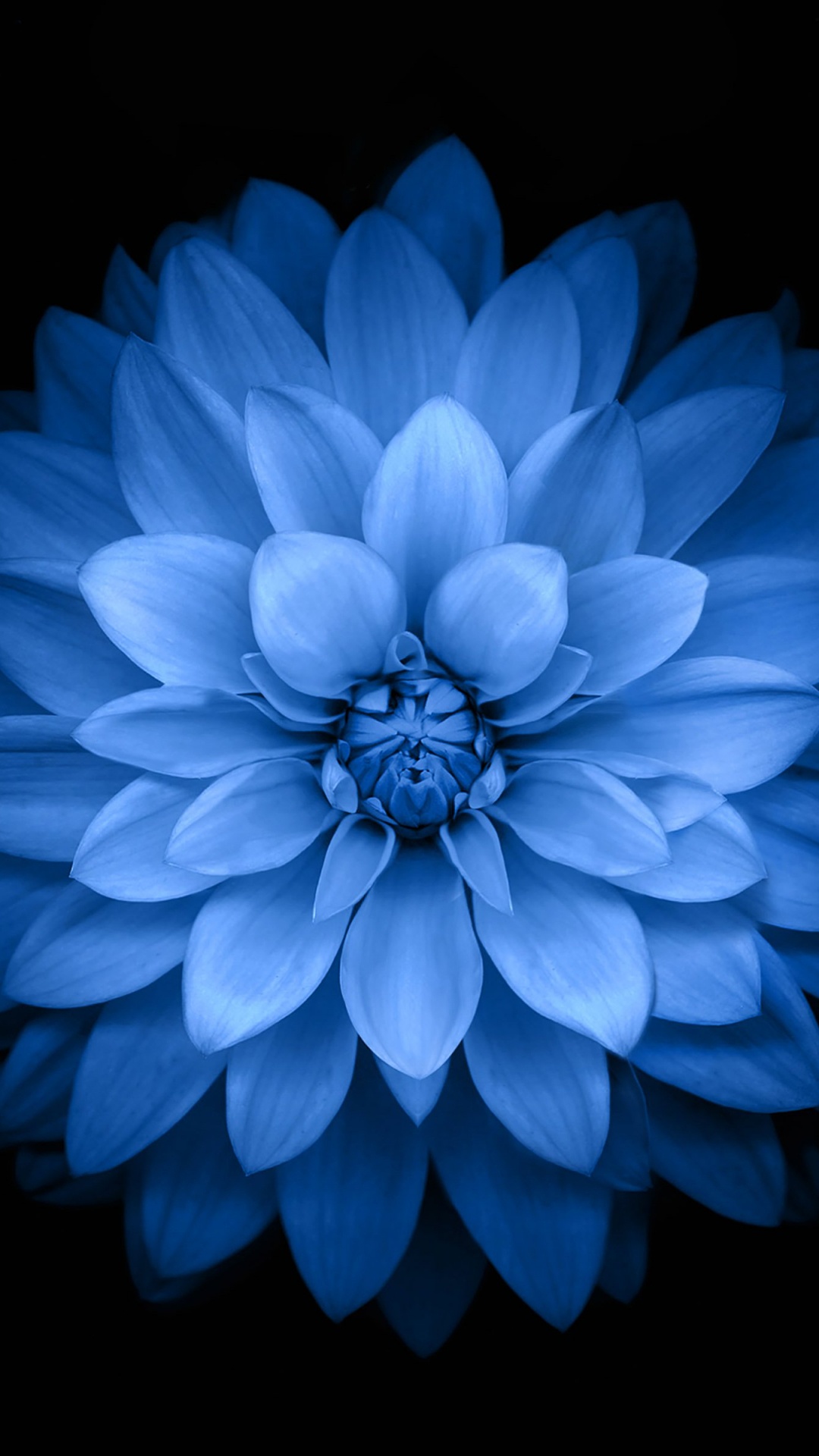 Flor Azul Con Fondo Negro. Wallpaper in 1080x1920 Resolution